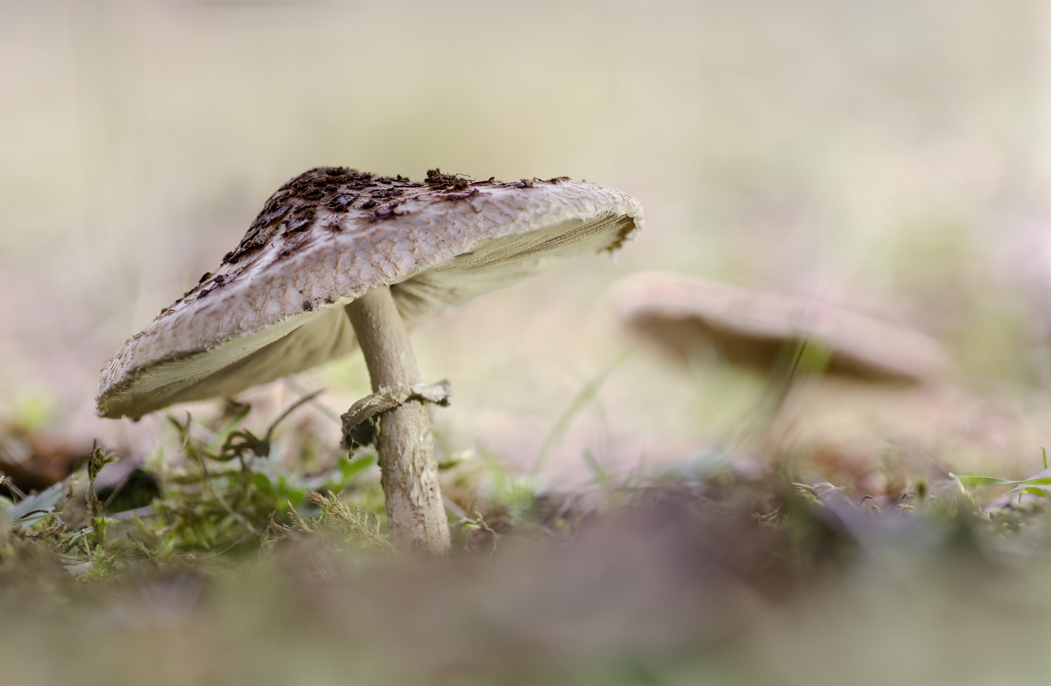 Téléchargez des papiers peints mobile Macro, Champignon, La Nature, Terre/nature gratuitement.