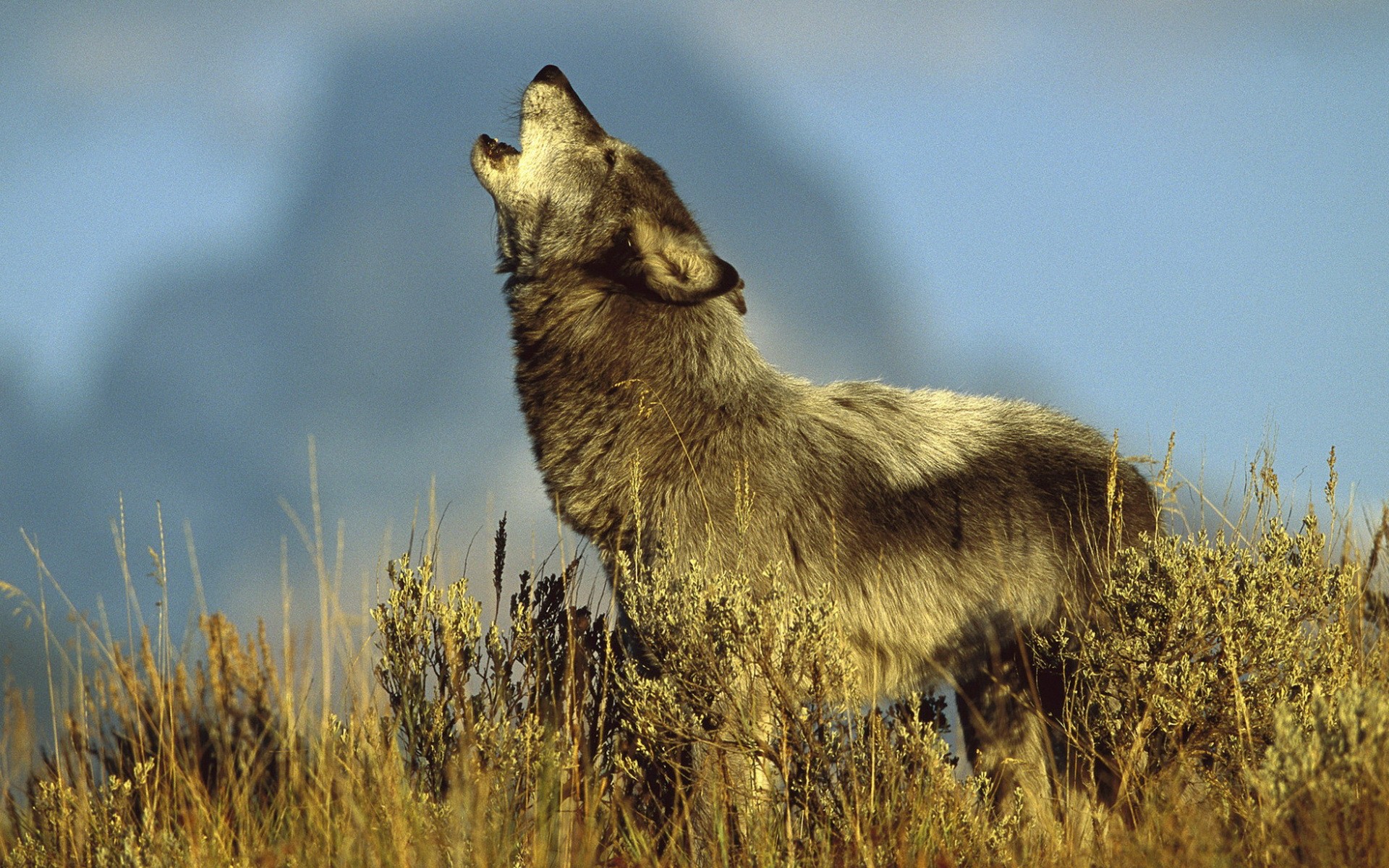 276014壁紙のダウンロード動物, 狼, ハウリング, オオカミ-スクリーンセーバーと写真を無料で