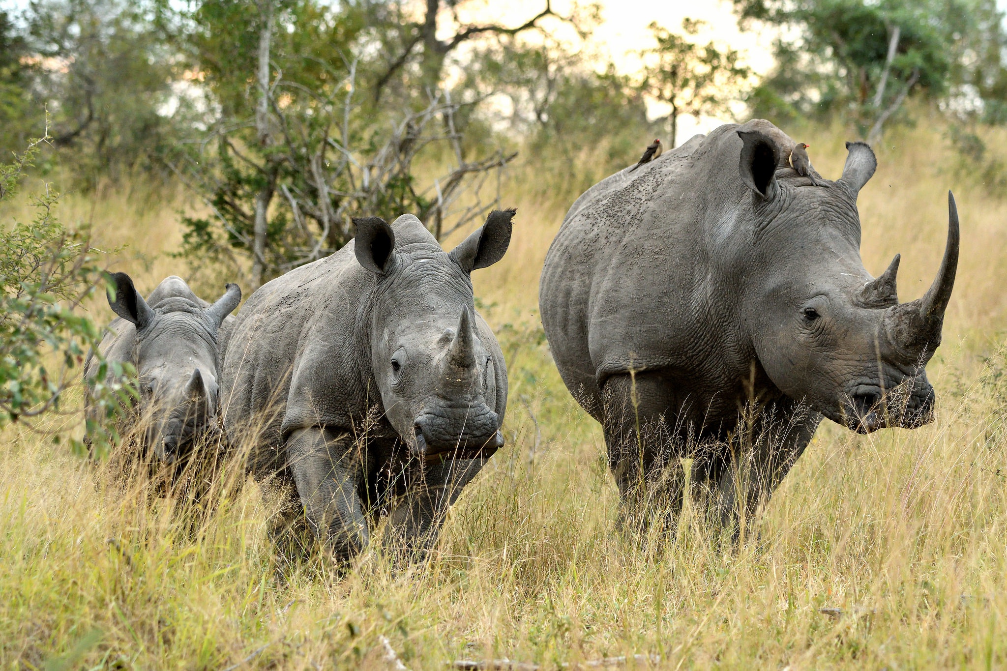 Descarga gratis la imagen Rinoceronte, Animales en el escritorio de tu PC