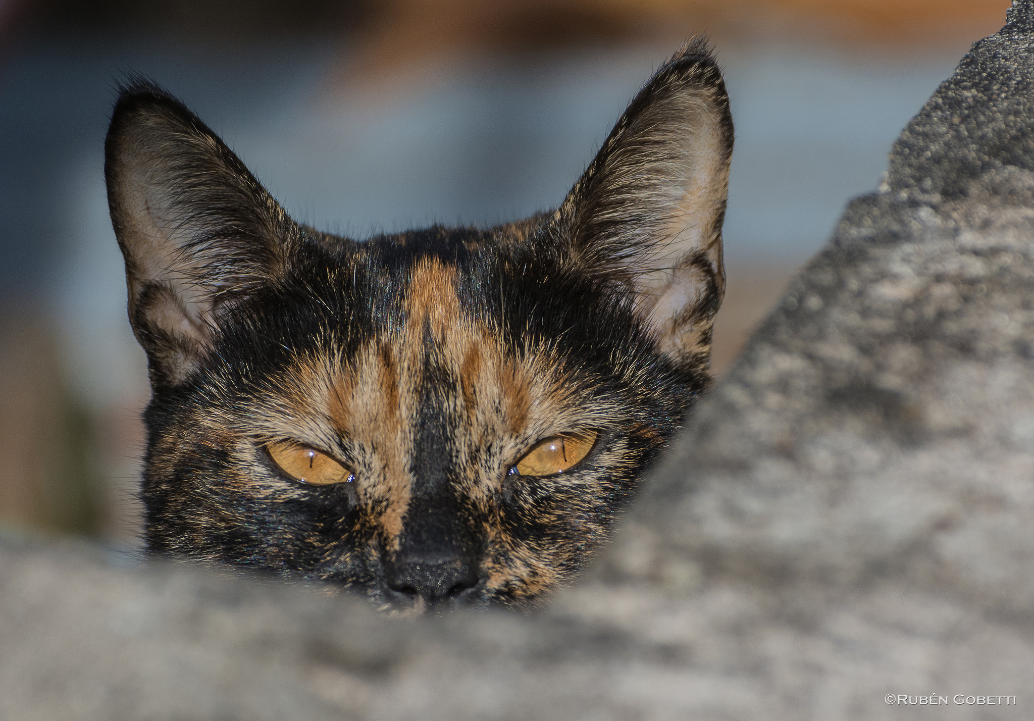 Handy-Wallpaper Tiere, Katzen, Katze kostenlos herunterladen.