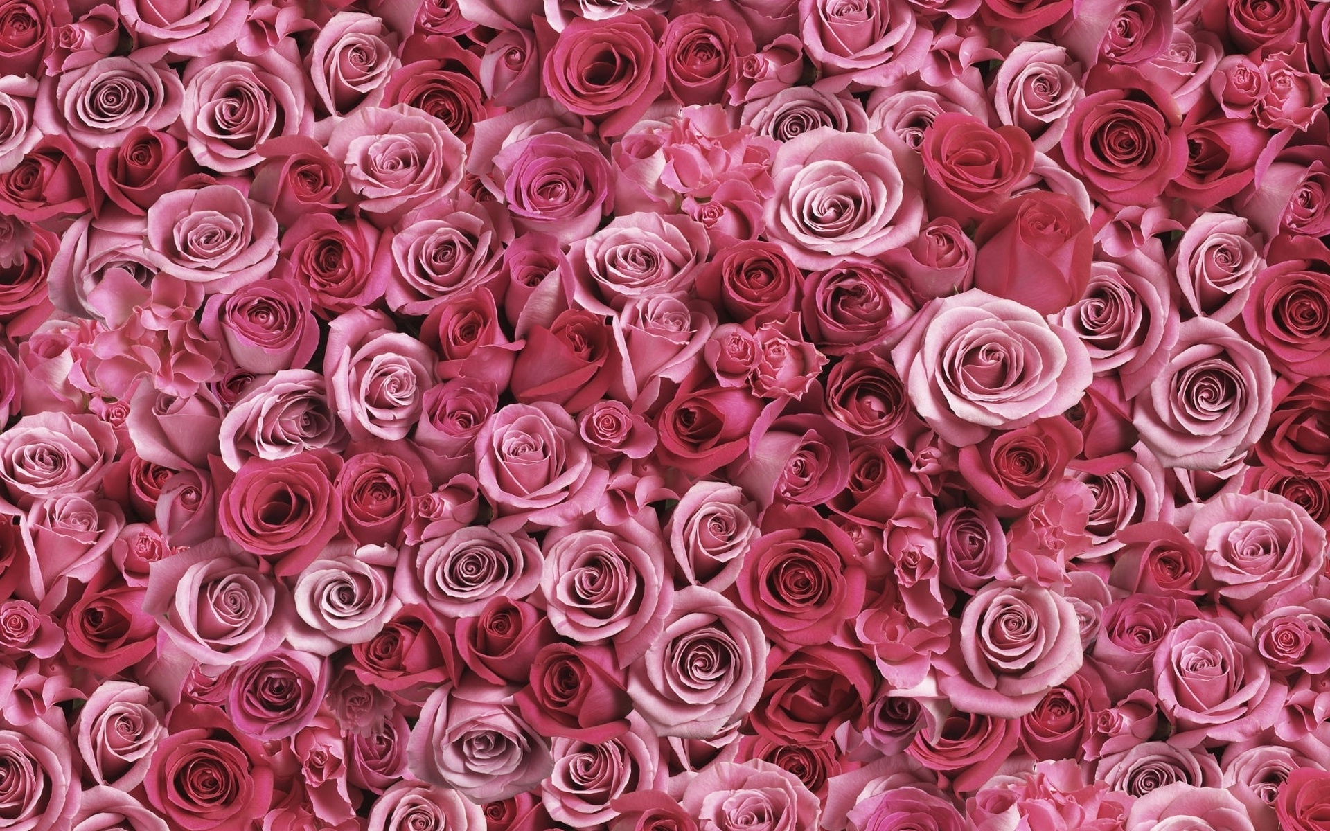 無料モバイル壁紙花, 薔薇, 地球, ピンクの花, ピンクのバラをダウンロードします。