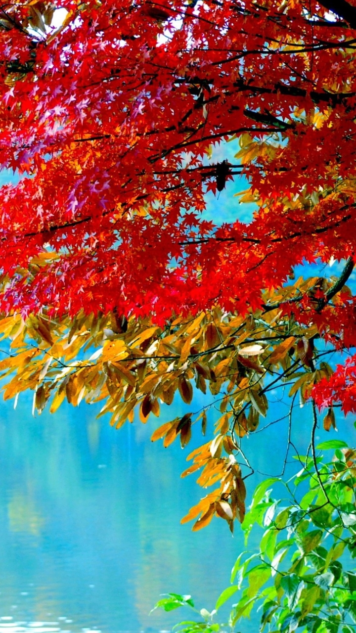 Скачать картинку Река, Осень, Дерево, Падать, Земля/природа в телефон бесплатно.