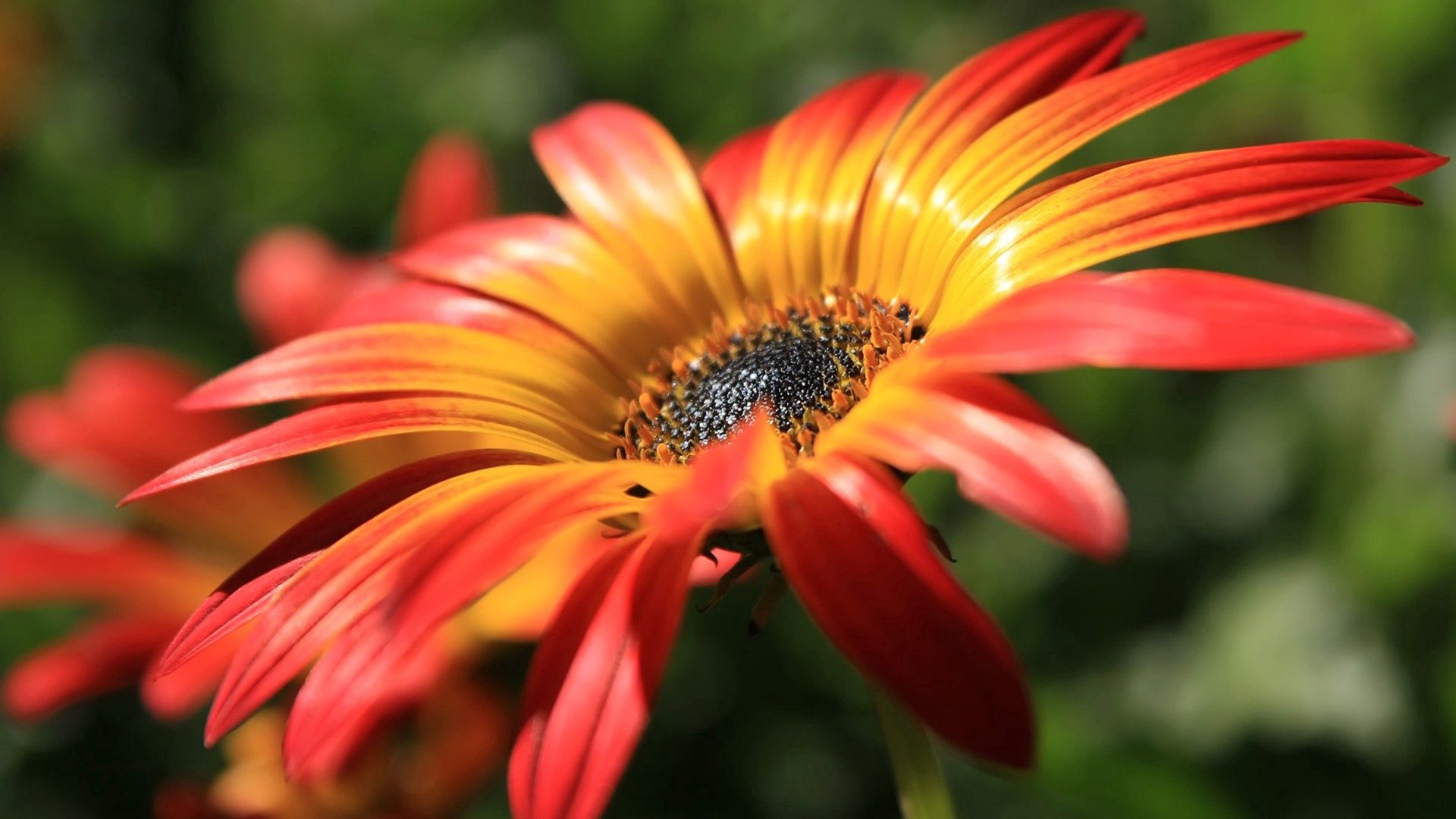 Laden Sie das Makro, Blütenblätter, Blume, Pflanze-Bild kostenlos auf Ihren PC-Desktop herunter
