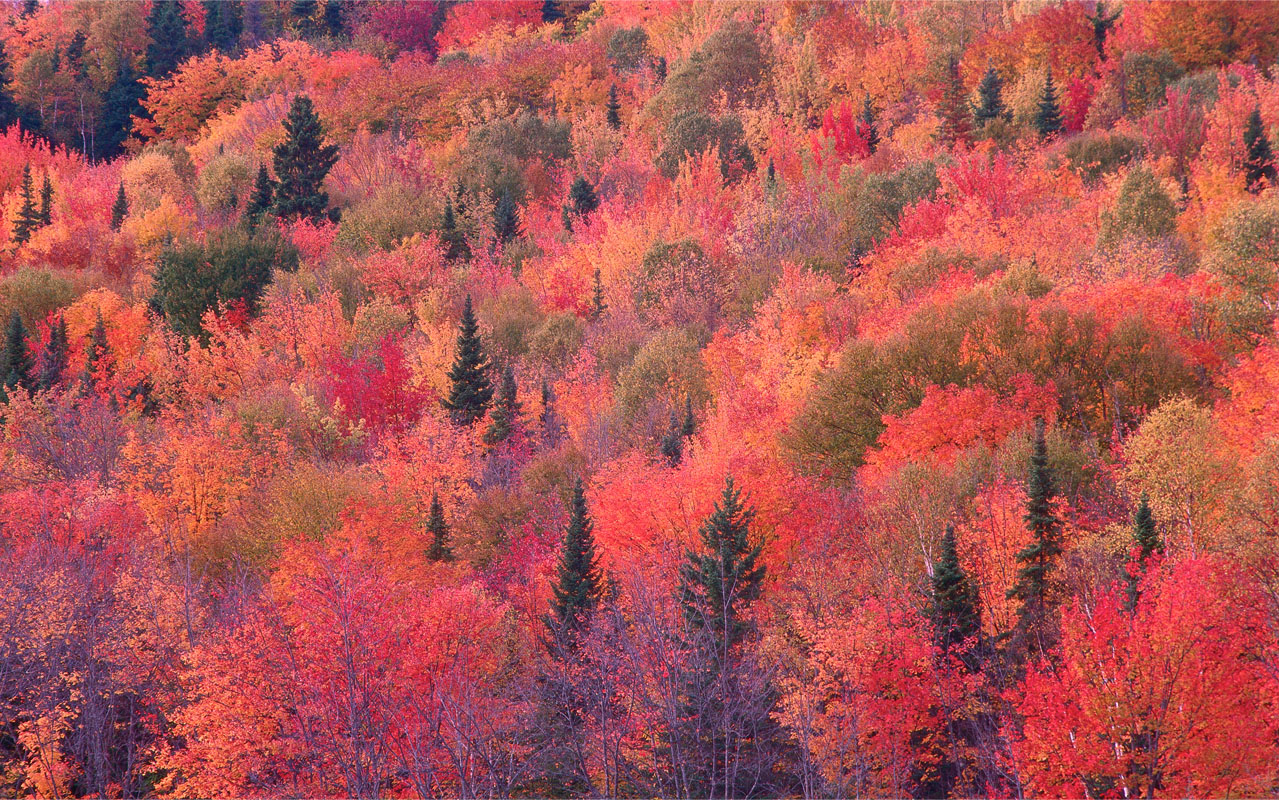 Laden Sie das Natur, Herbst, Wald, Blatt, Erde/natur-Bild kostenlos auf Ihren PC-Desktop herunter