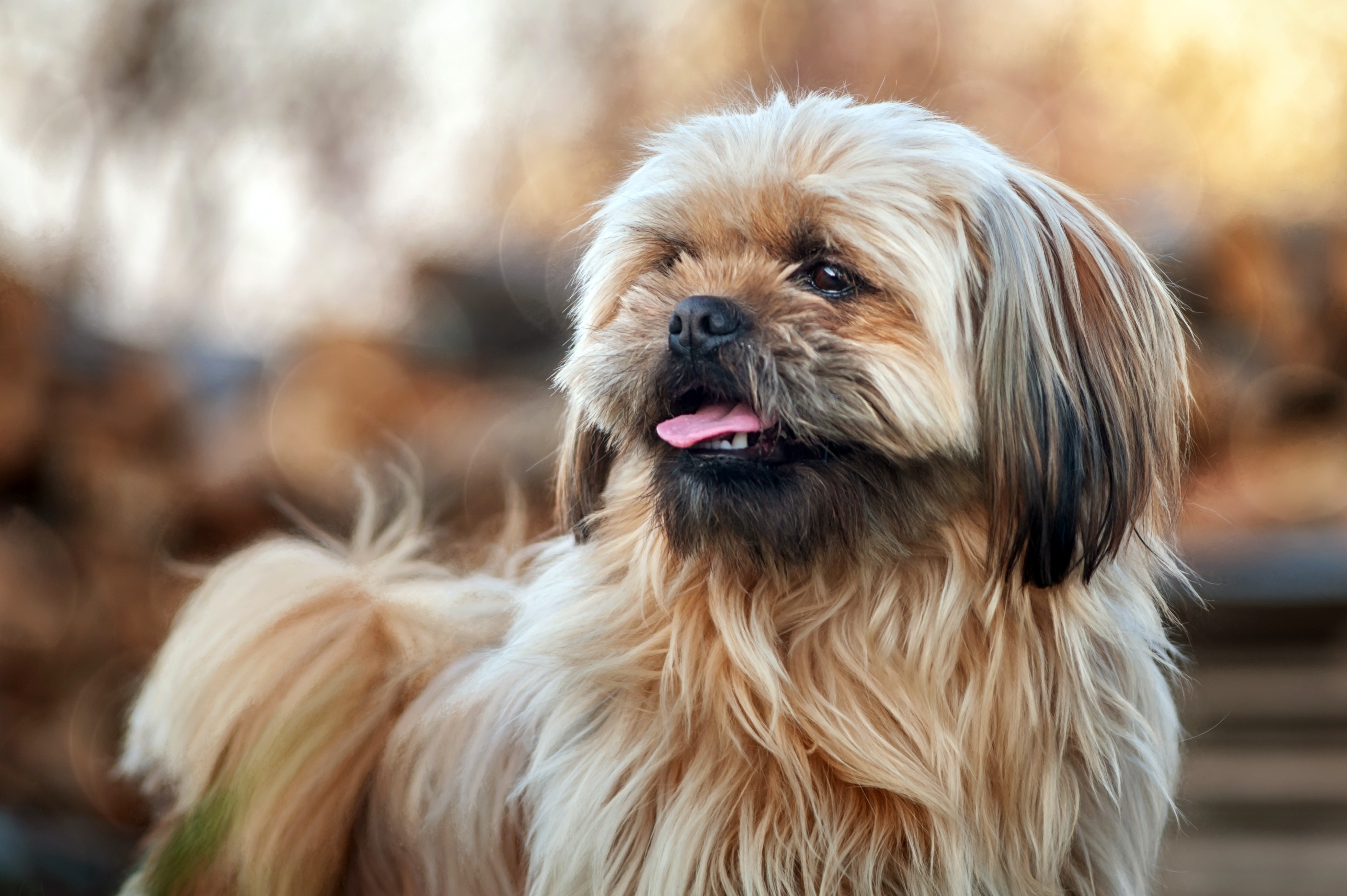 Laden Sie das Tiere, Hunde, Shih Tzu-Bild kostenlos auf Ihren PC-Desktop herunter
