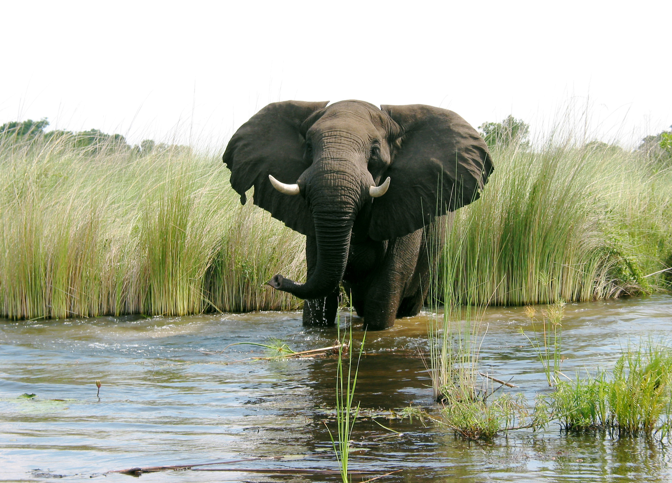 Téléchargez des papiers peints mobile Éléphant De Savane D'afrique, Éléphants, Animaux gratuitement.