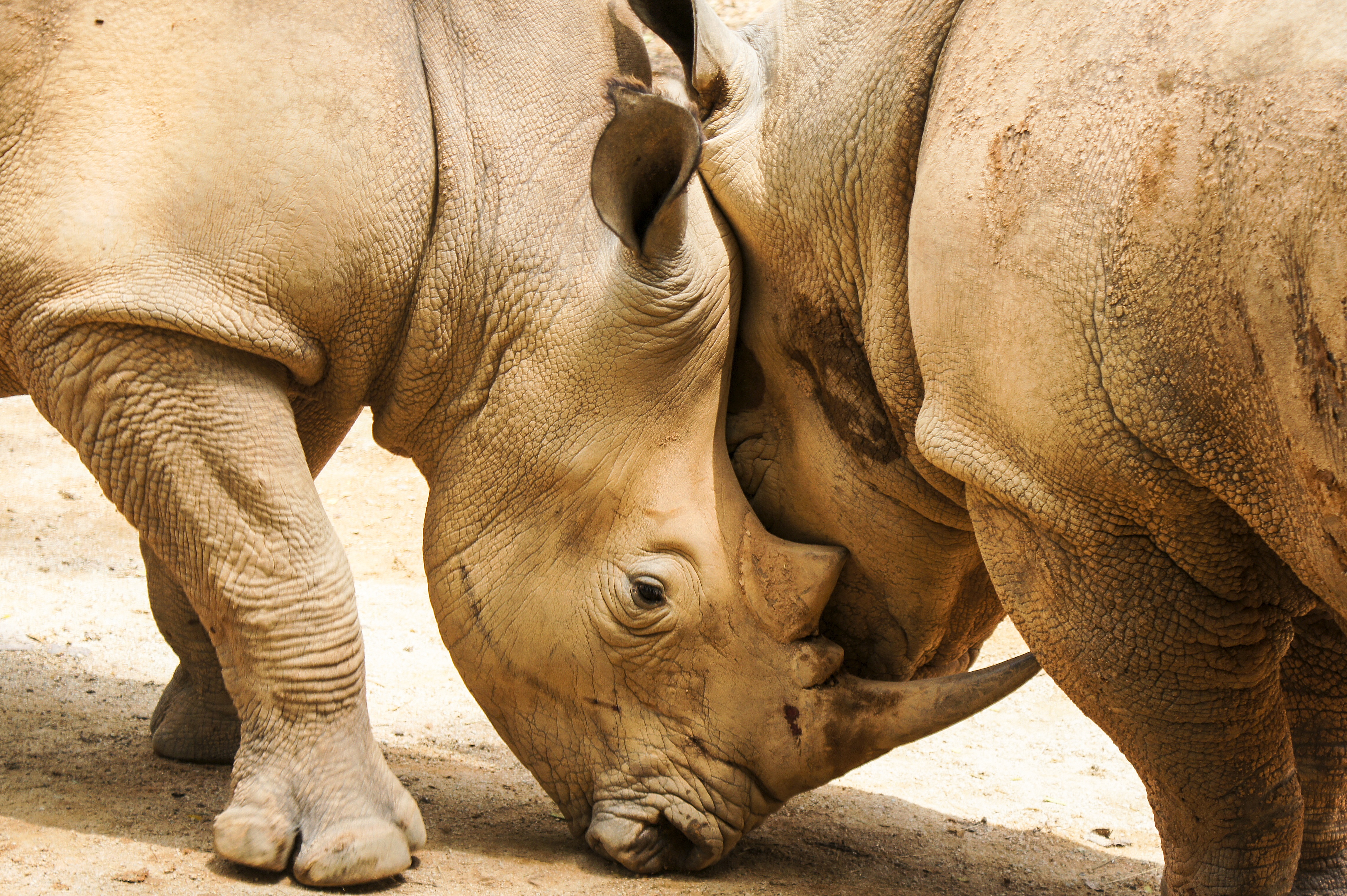 Скачать обои бесплатно Носороги, Рога, Животные, Пара картинка на рабочий стол ПК