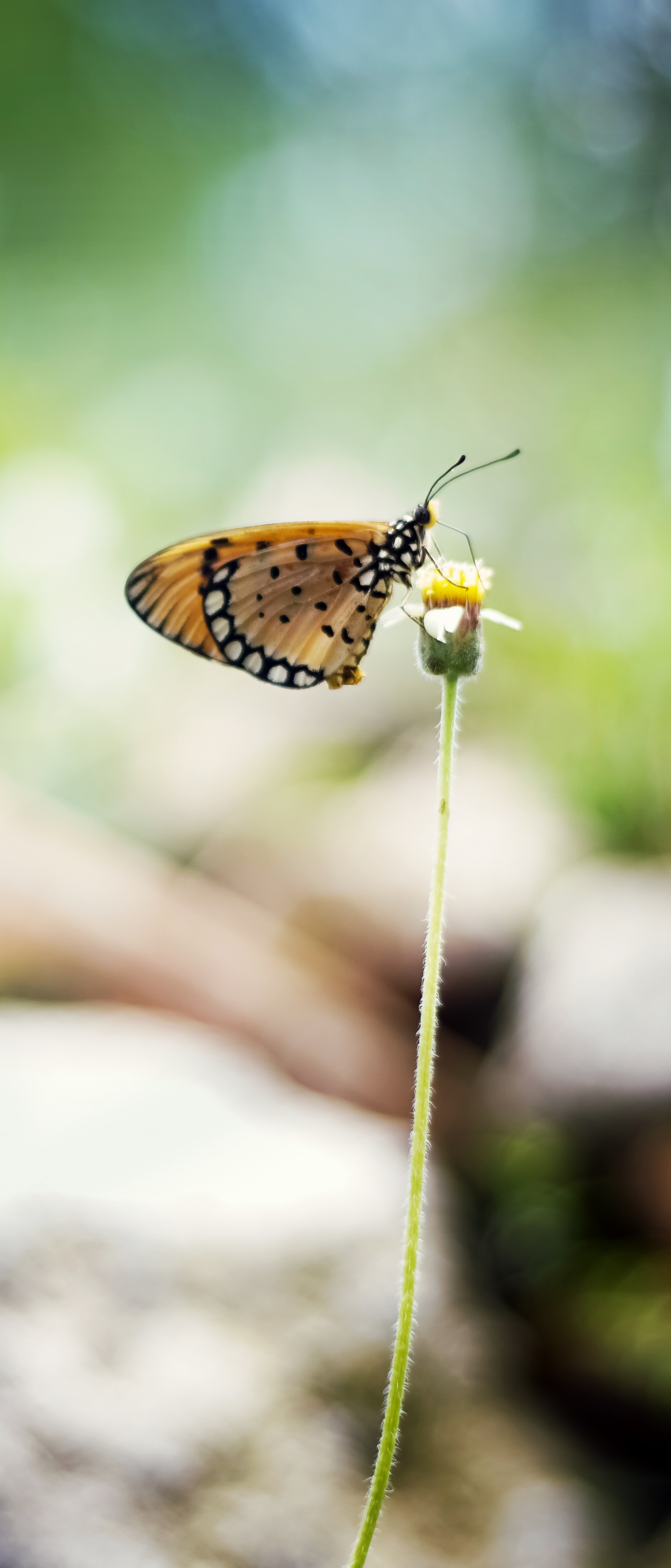 Descarga gratuita de fondo de pantalla para móvil de Animales, Insecto, Mariposa.