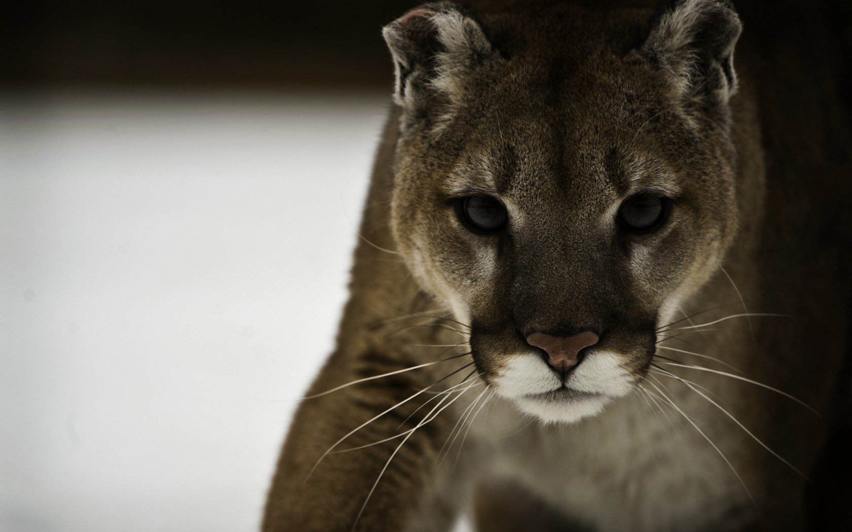 Descarga gratis la imagen Animales, Puma en el escritorio de tu PC