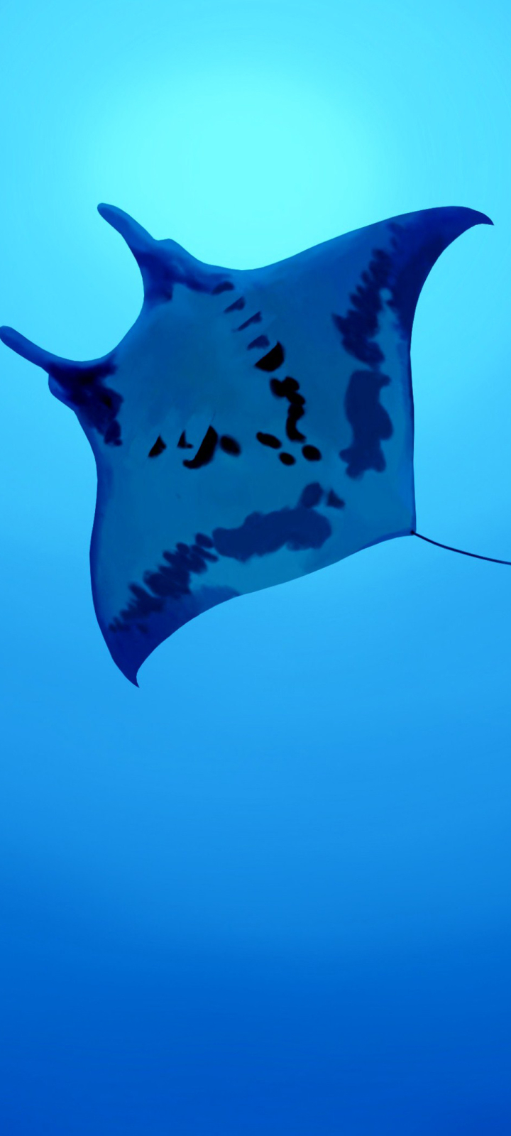 Download mobile wallpaper Manta Ray, Animal for free.