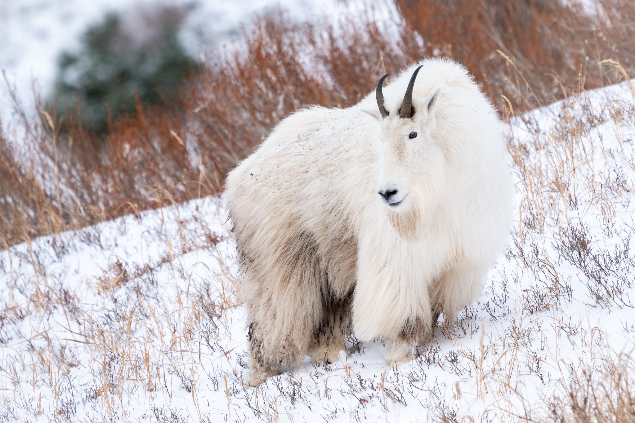 951400 скачать картинку зима, животные, горный козел, коза, снег - обои и заставки бесплатно