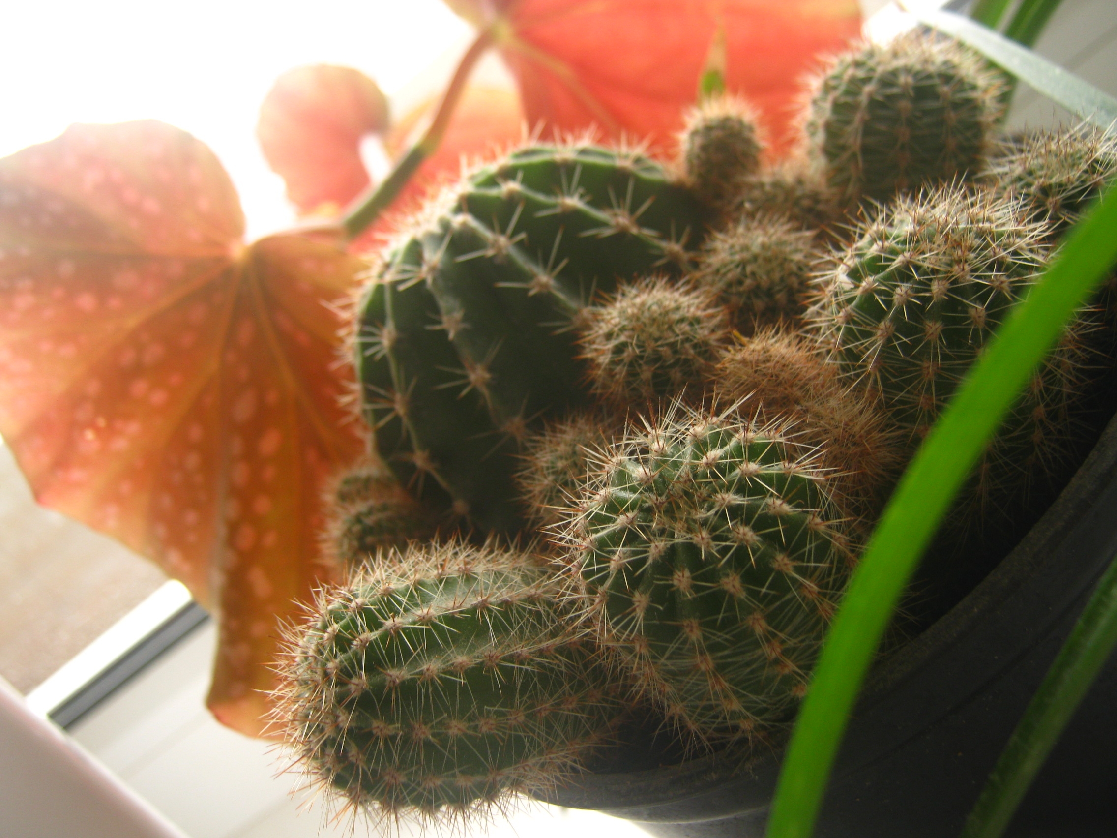 Laden Sie das Pflanze, Makro, Blumen, Kaktus-Bild kostenlos auf Ihren PC-Desktop herunter