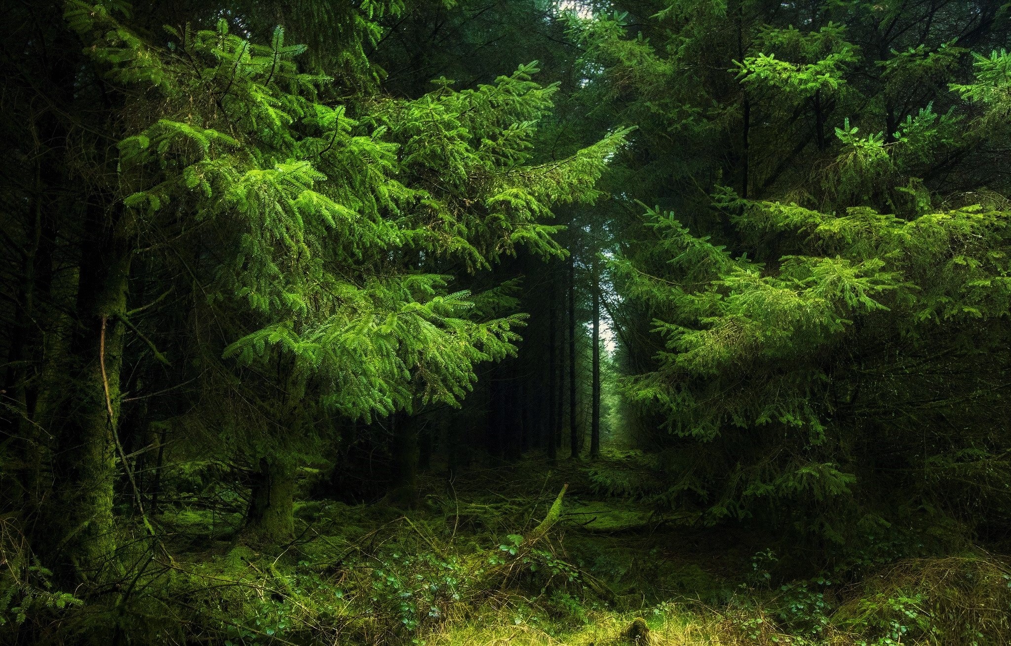 Baixe gratuitamente a imagem Floresta, Terra/natureza na área de trabalho do seu PC