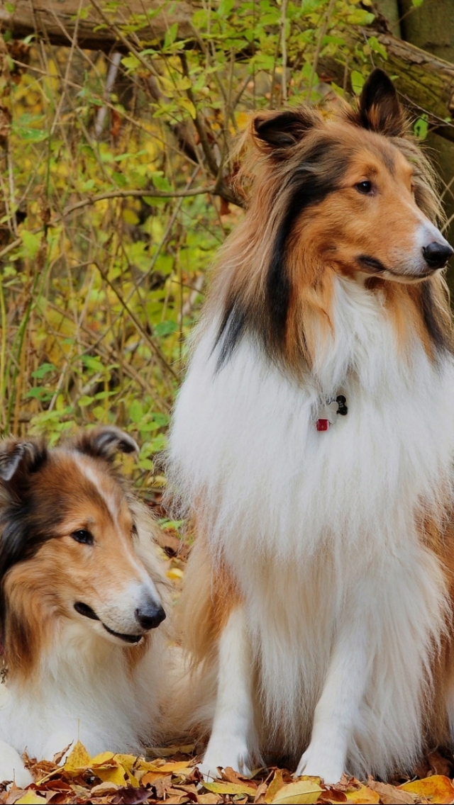 Download mobile wallpaper Dogs, Animal, Rough Collie for free.
