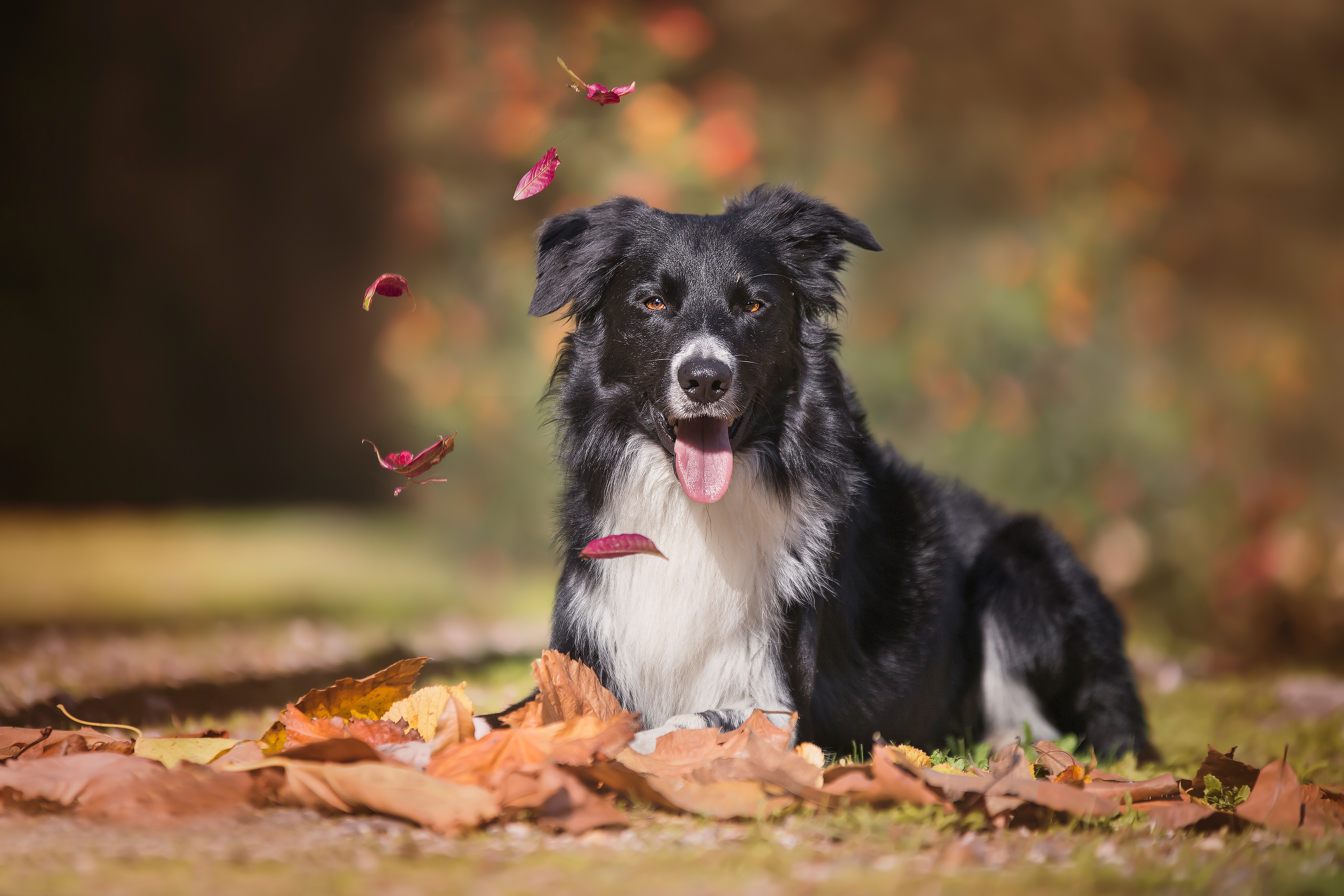 Descarga gratis la imagen Animales, Perros, Perro, Profundidad De Campo, Collie De La Frontera en el escritorio de tu PC