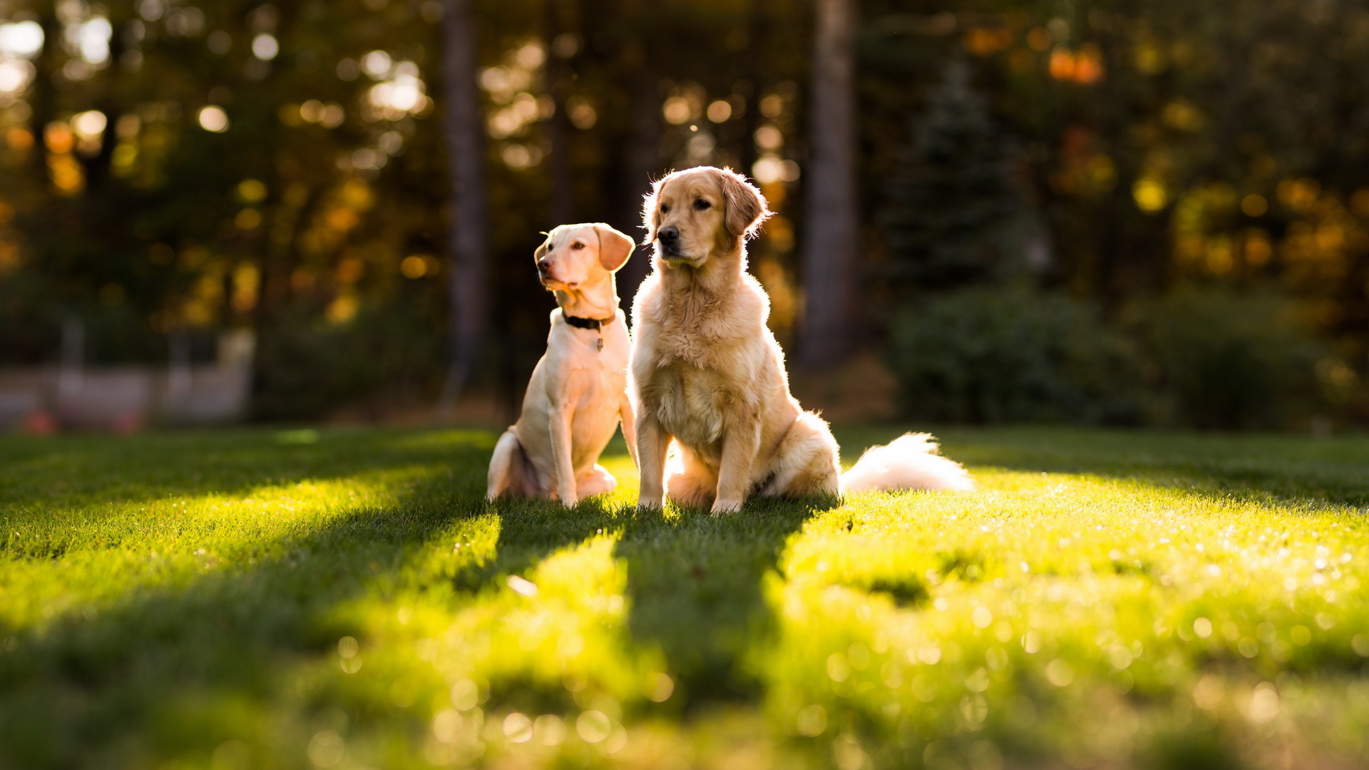 無料モバイル壁紙動物, 犬をダウンロードします。