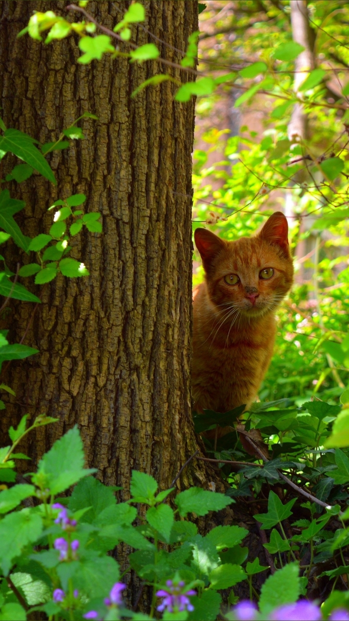 Handy-Wallpaper Tiere, Katzen, Katze kostenlos herunterladen.