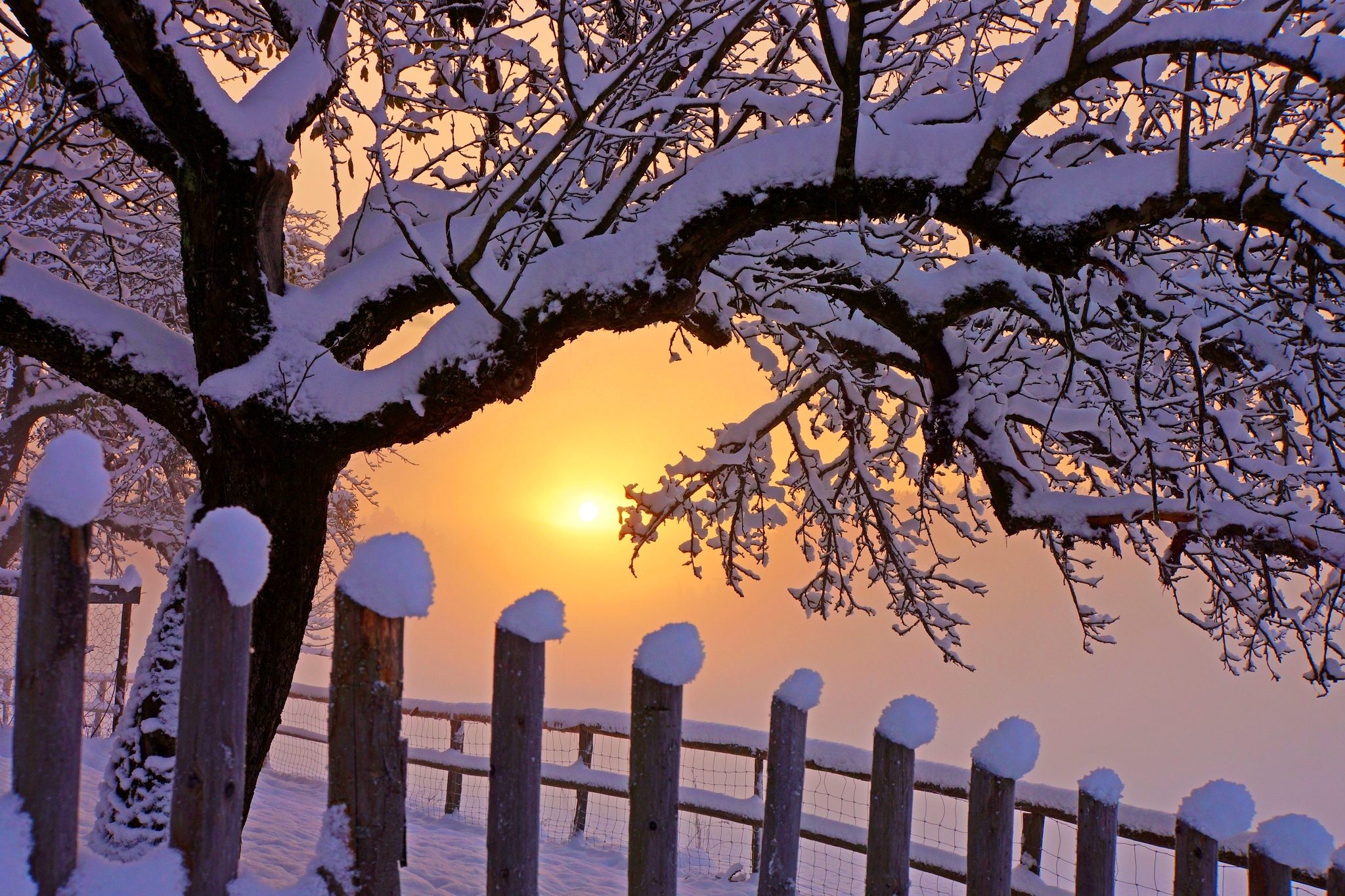 Download mobile wallpaper Winter, Sunset, Snow, Tree, Earth, Fence, Photography for free.