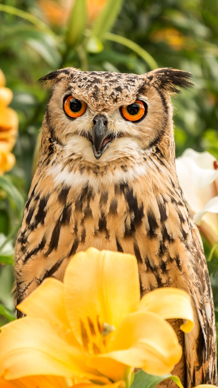 Download mobile wallpaper Birds, Owl, Bird, Animal, Yellow Flower for free.