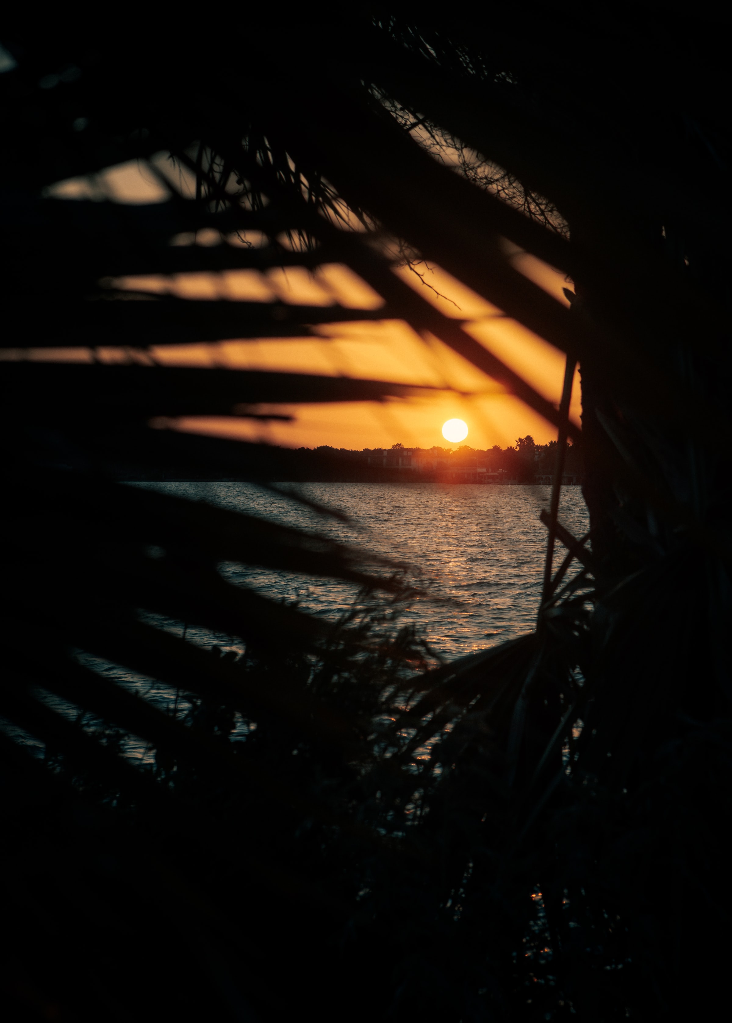 Download mobile wallpaper Branches, Sea, Leaves, Sun, Nature, Sunset for free.