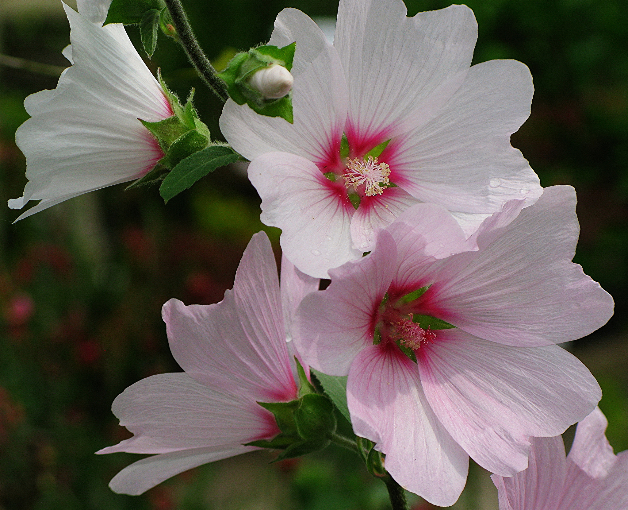 Baixe gratuitamente a imagem Flores, Flor, Flor Branca, Terra/natureza na área de trabalho do seu PC