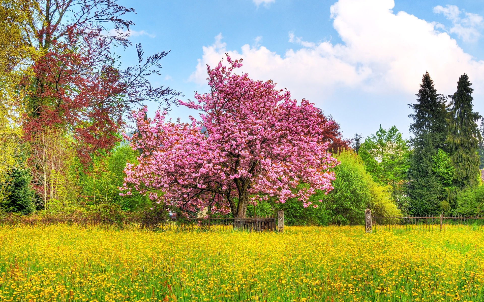 Download mobile wallpaper Trees, Cherry Blossom, Tree, Earth for free.