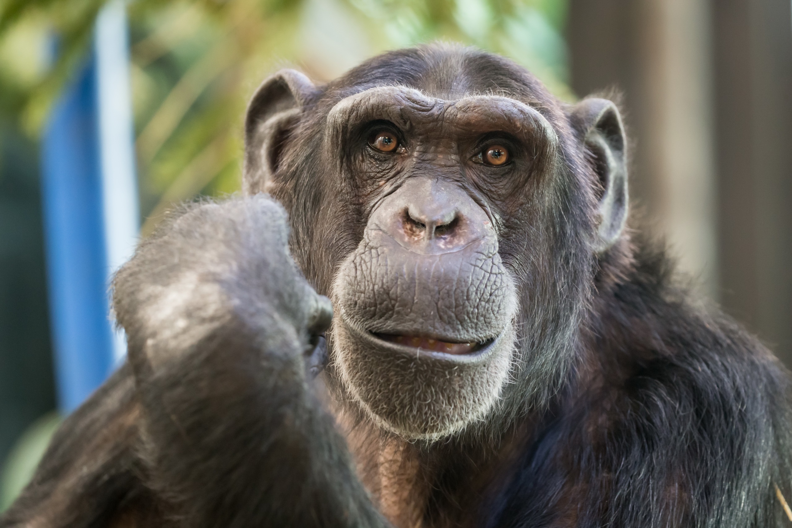 Free download wallpaper Monkeys, Monkey, Animal, Primate, Chimpanzee on your PC desktop