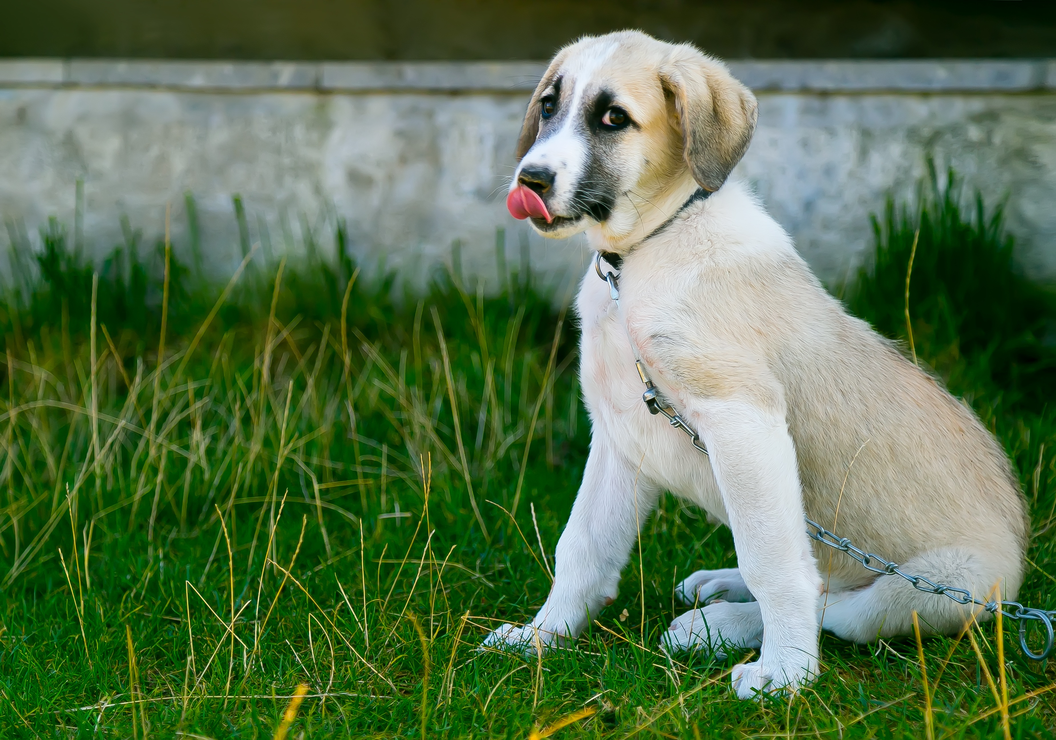 Download mobile wallpaper Protruding Tongue, Sweetheart, Tongue Stuck Out, Dog, Nice, Puppy, Animals for free.