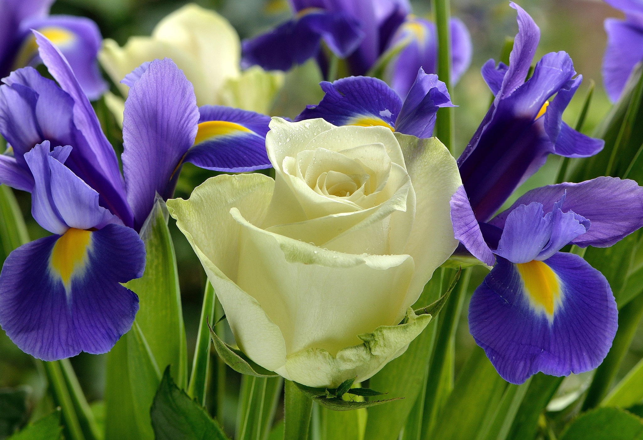 Laden Sie das Natur, Blumen, Blume, Rose, Schwertlilien, Weiße Blume, Lila Blume, Erde/natur-Bild kostenlos auf Ihren PC-Desktop herunter