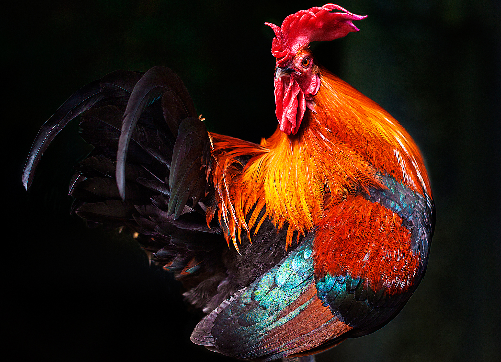379450 descargar imagen animales, gallo, ave, aves: fondos de pantalla y protectores de pantalla gratis