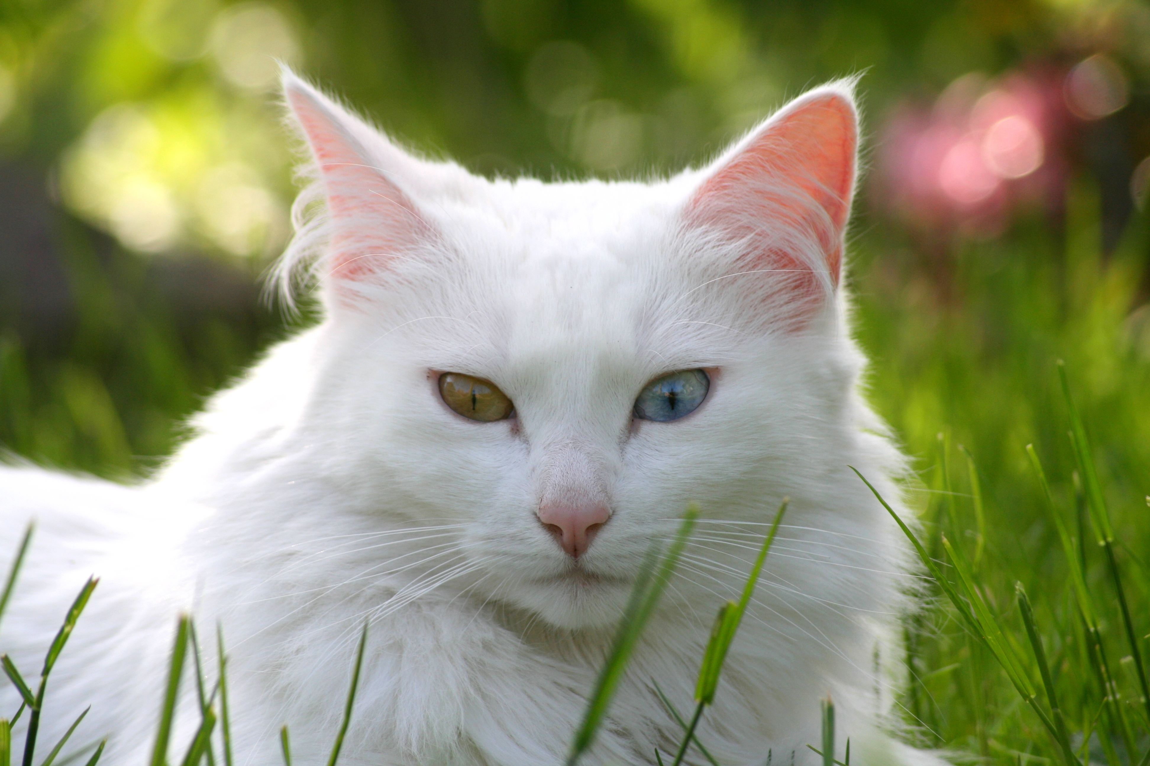 Handy-Wallpaper Tiere, Katzen, Katze kostenlos herunterladen.