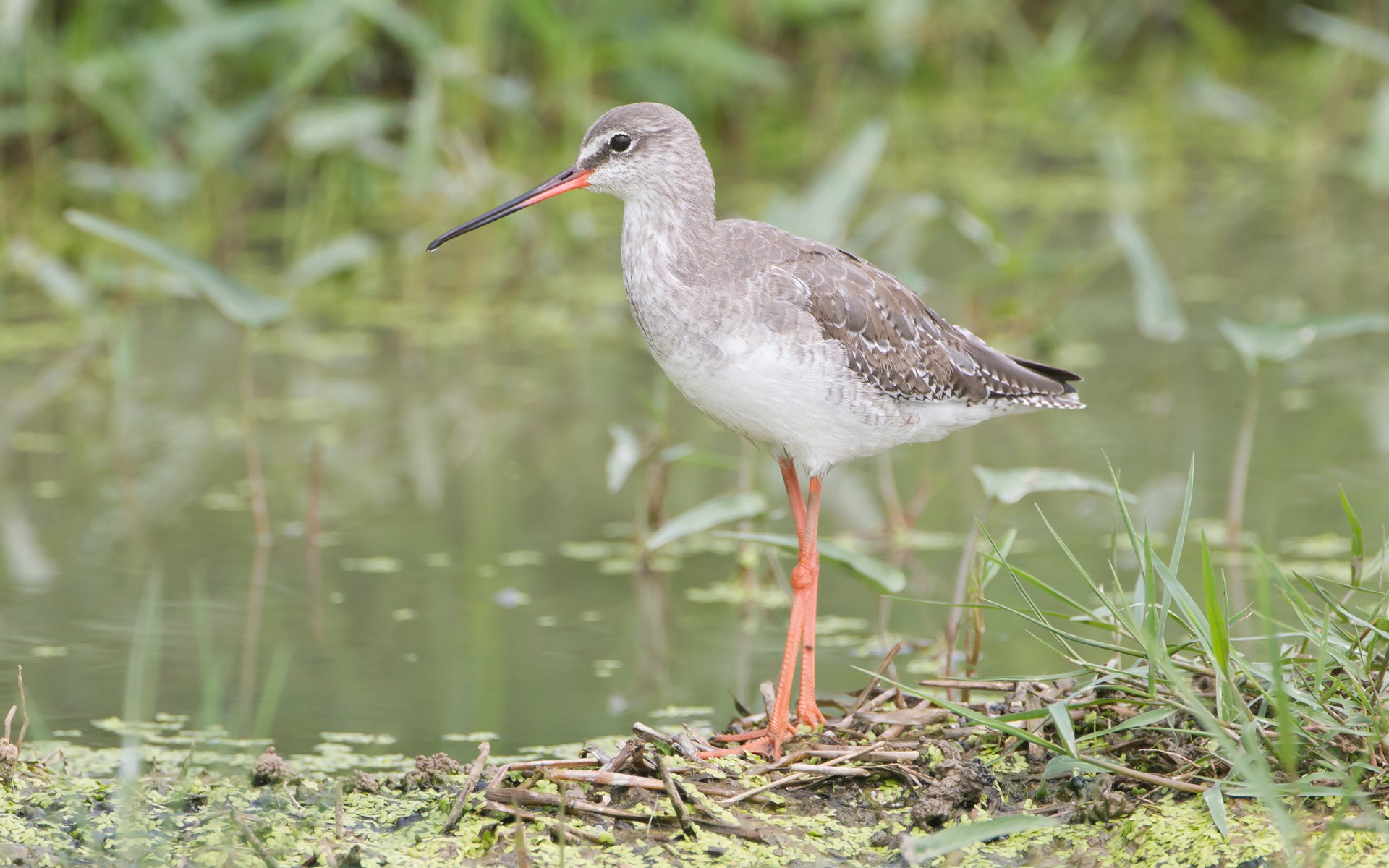 Melhores papéis de parede de Redshank Manchado para tela do telefone