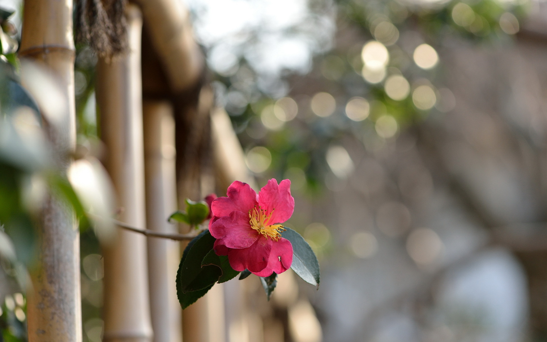 Descarga gratis la imagen Flores, Flor, Tierra/naturaleza en el escritorio de tu PC