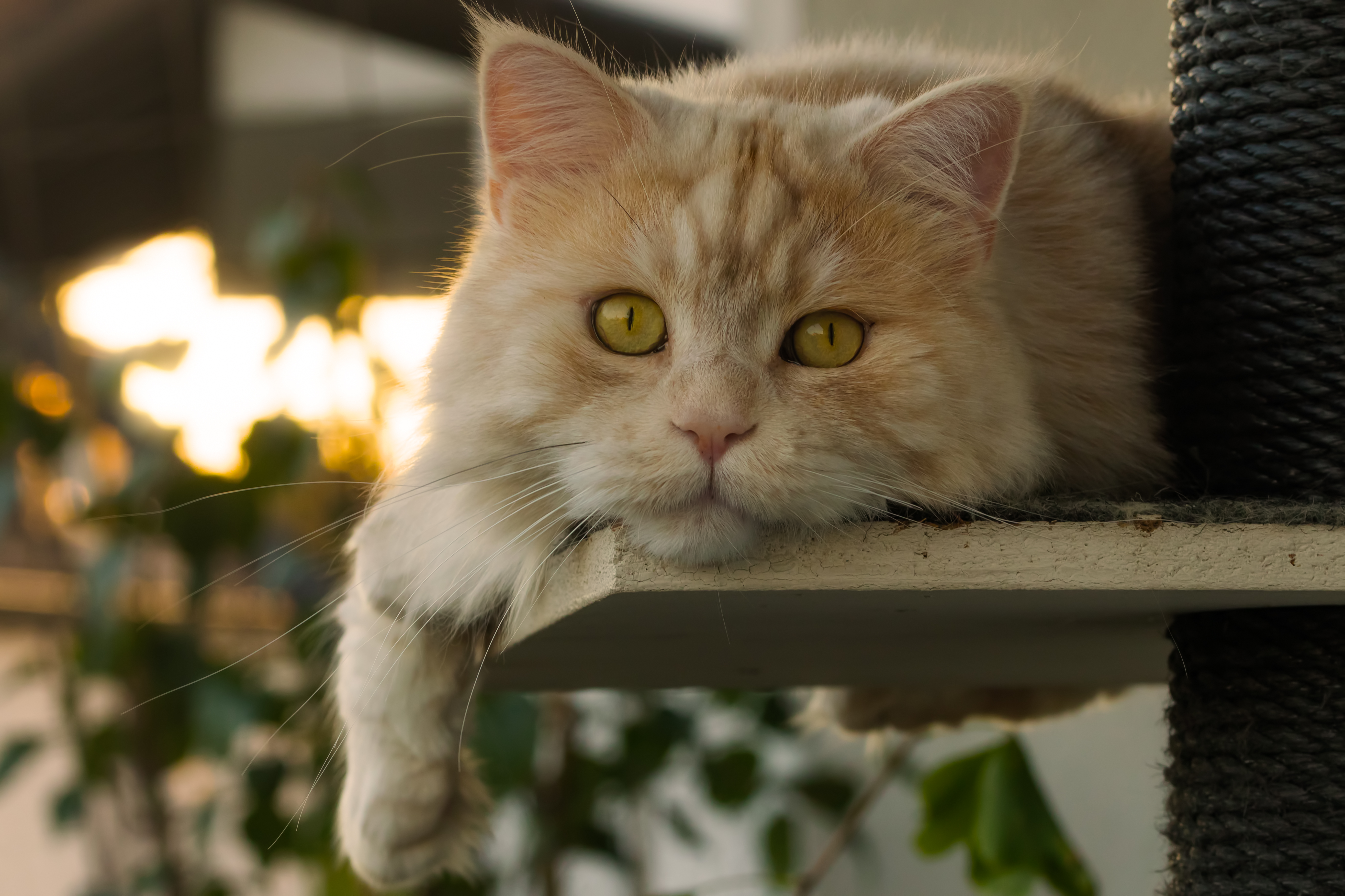 Baixe gratuitamente a imagem Animais, Gatos, Gato, Olhos Verdes, Enfrentar na área de trabalho do seu PC