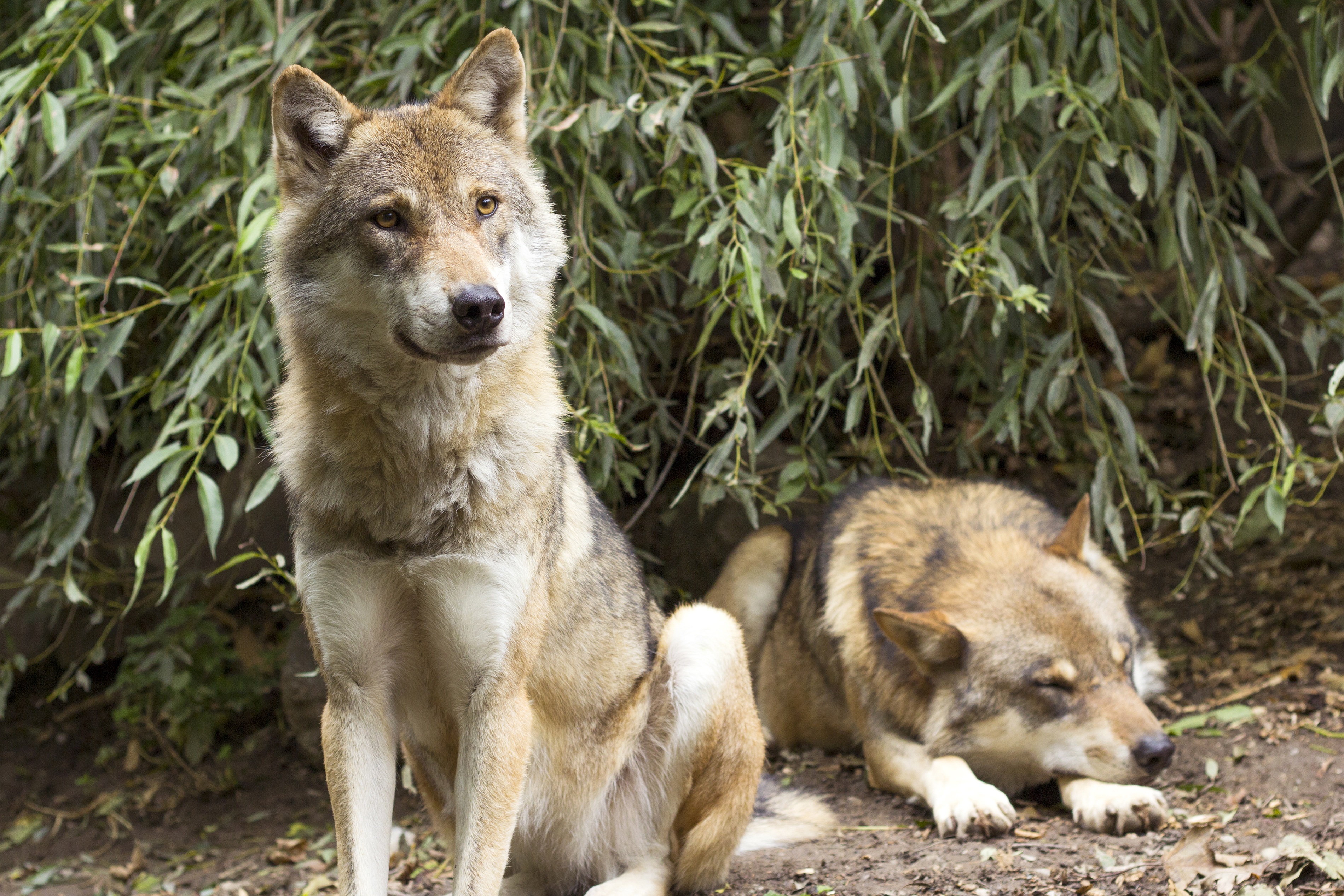Free download wallpaper Wolf, Animal, Mammal, Wolves on your PC desktop