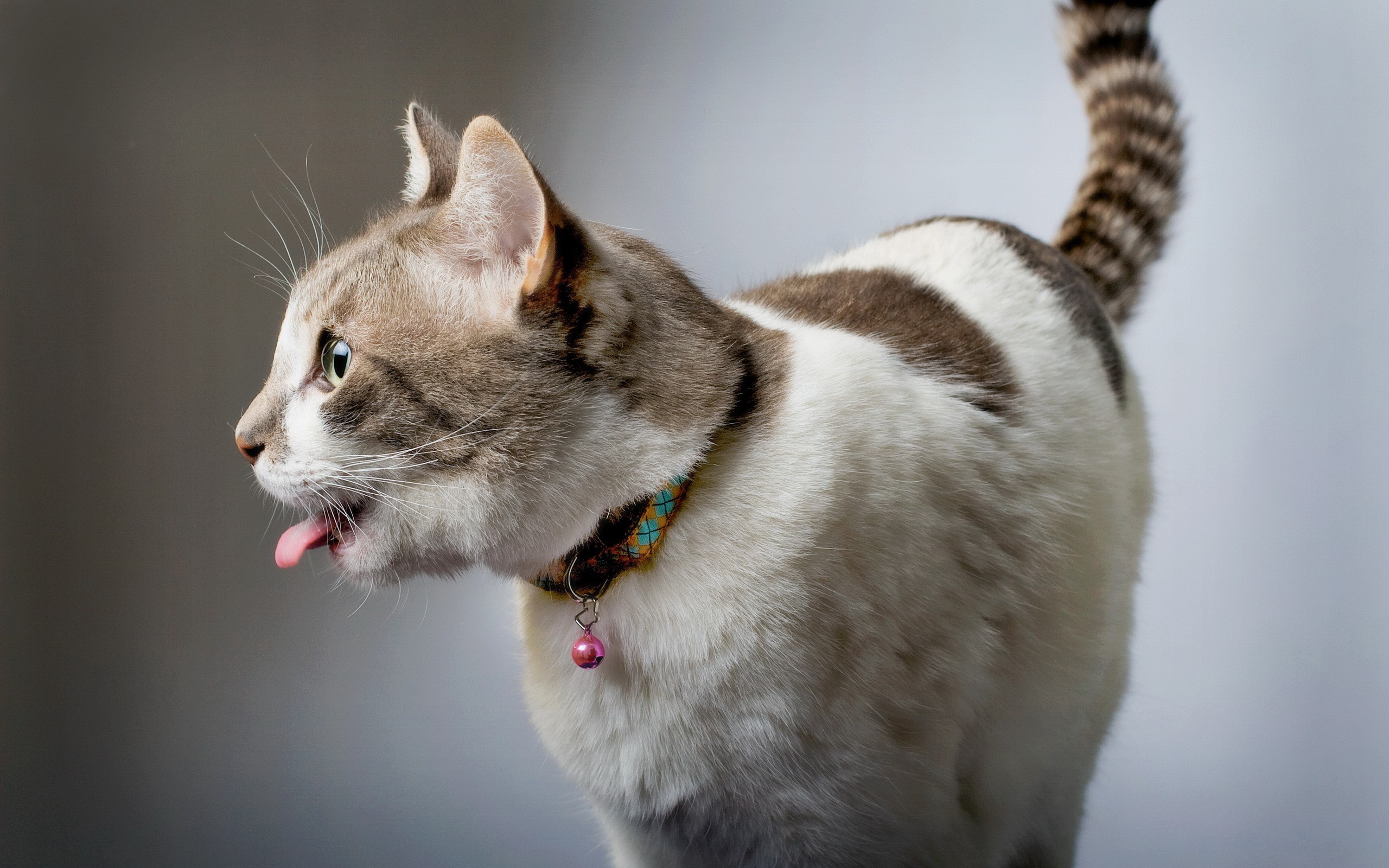 Téléchargez des papiers peints mobile Animaux, Chat gratuitement.