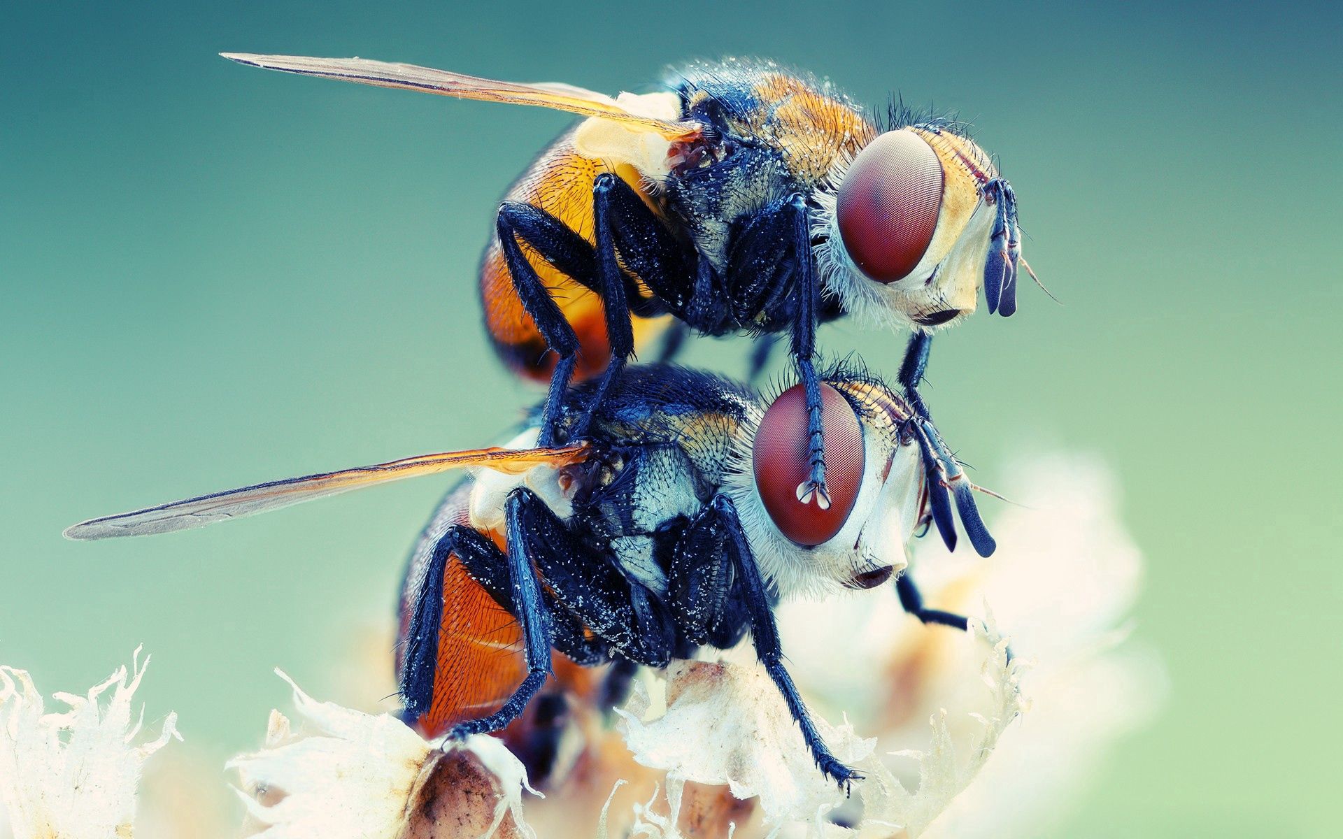 144703 descargar fondo de pantalla moscas, macro, pareja, par, insecto: protectores de pantalla e imágenes gratis