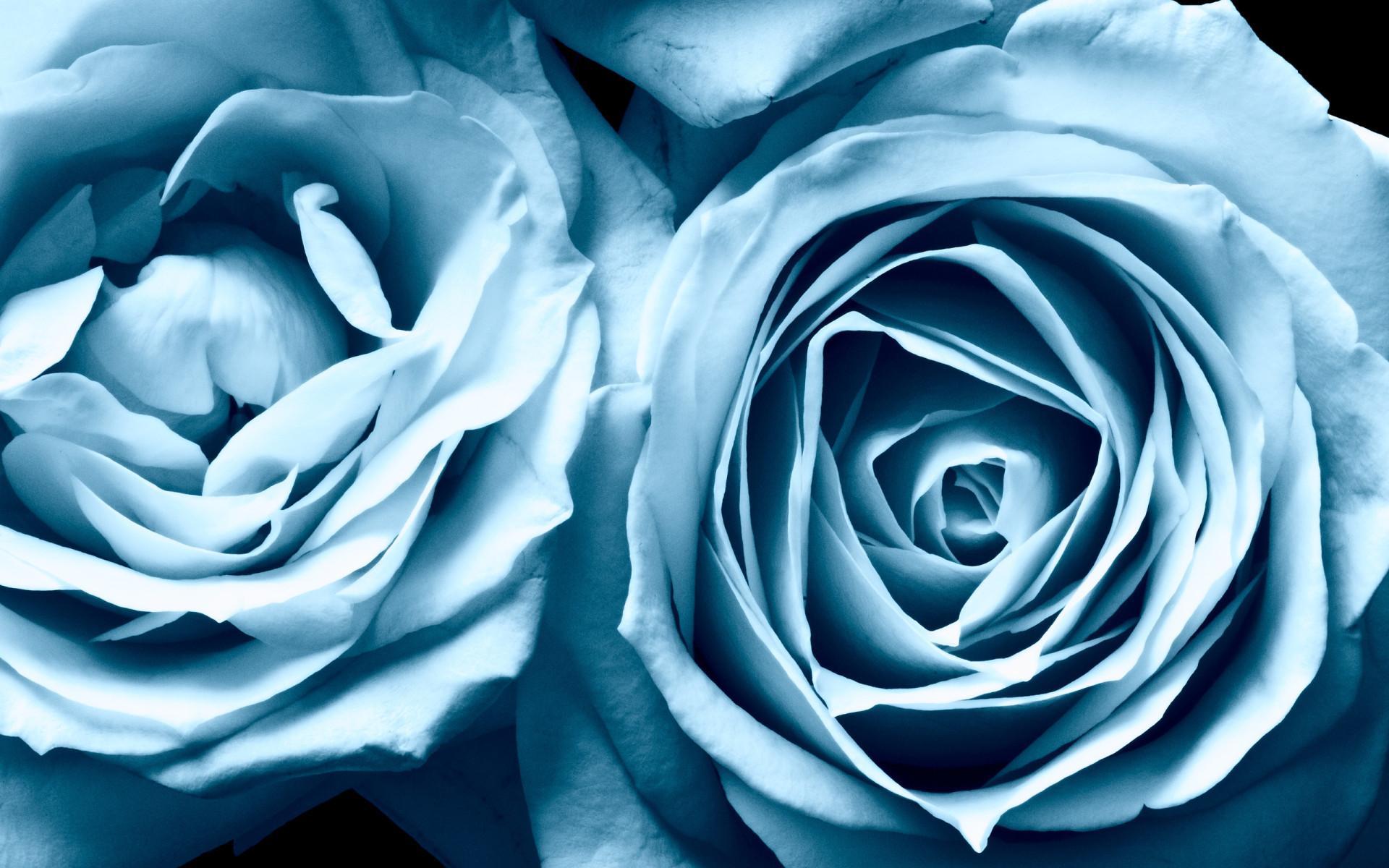 Laden Sie das Pflanzen, Blumen, Roses-Bild kostenlos auf Ihren PC-Desktop herunter