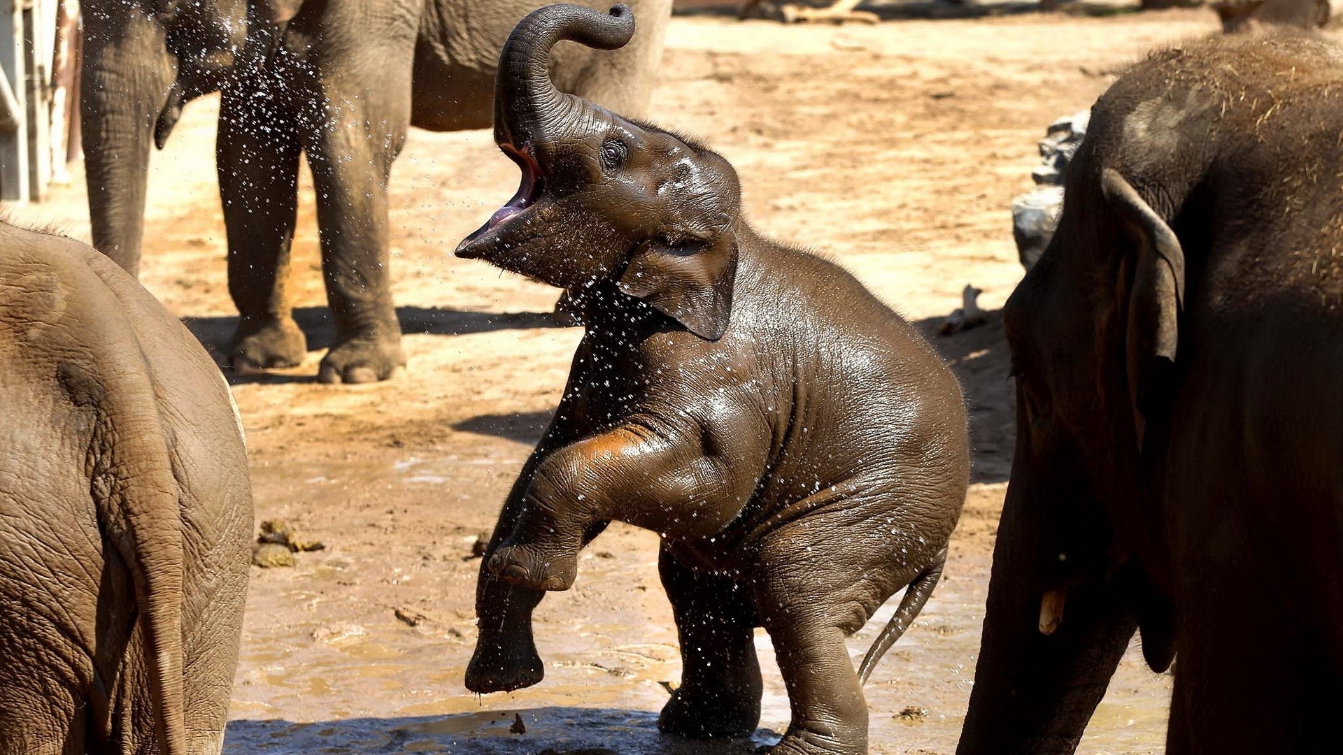 Скачати мобільні шпалери Слони, Тварина, Дитинча Тварини, Азіатський Слон безкоштовно.