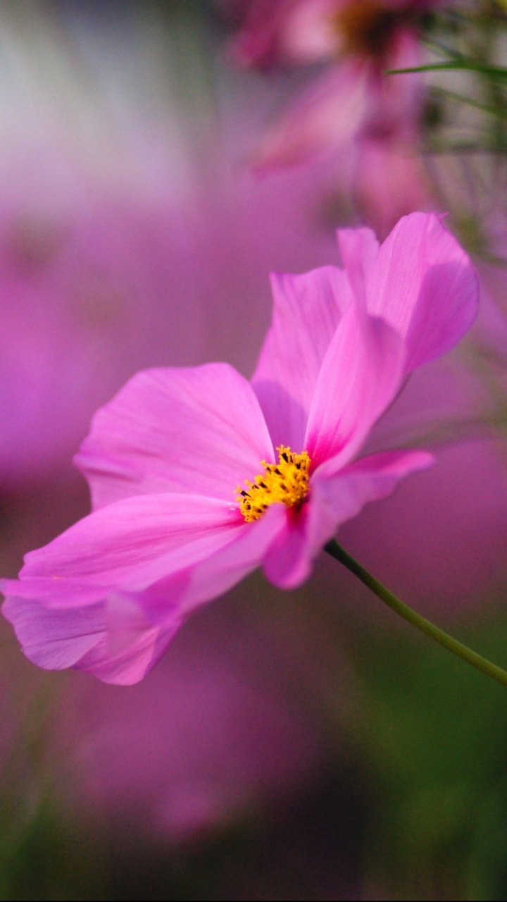 Descarga gratuita de fondo de pantalla para móvil de Flores, Flor, Tierra/naturaleza.