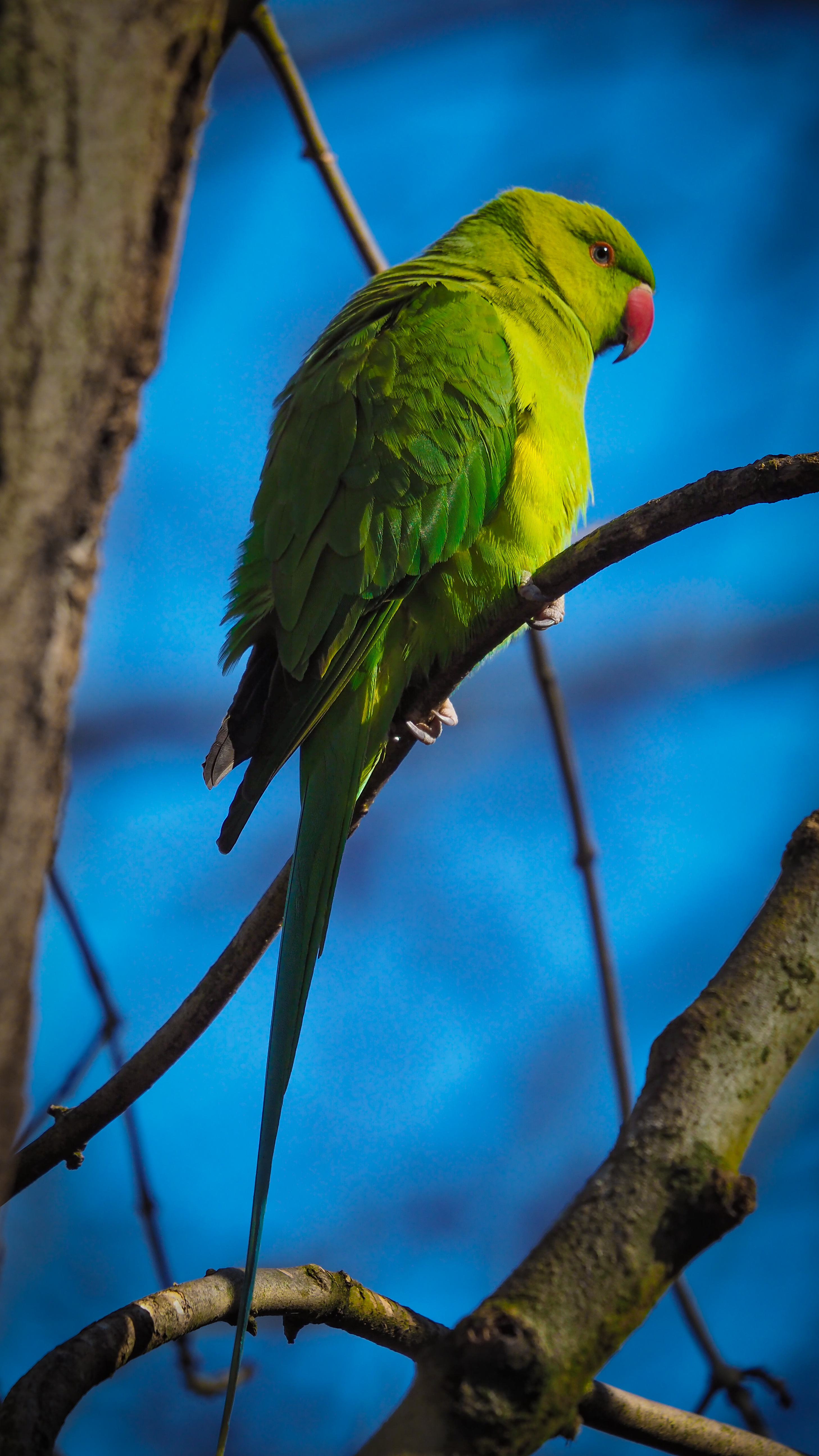 Free download wallpaper Branches, Animals, Bird, Parrots on your PC desktop