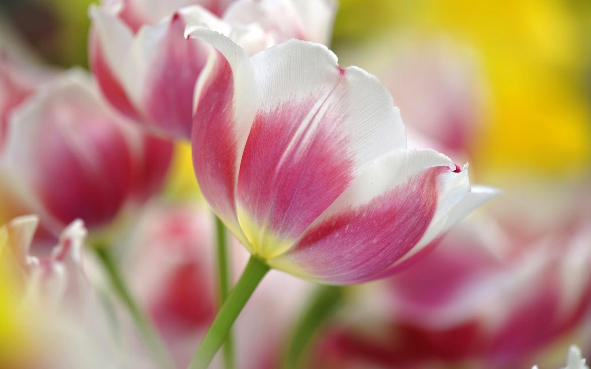 Download mobile wallpaper Tulip, Flowers, Flower, Earth for free.