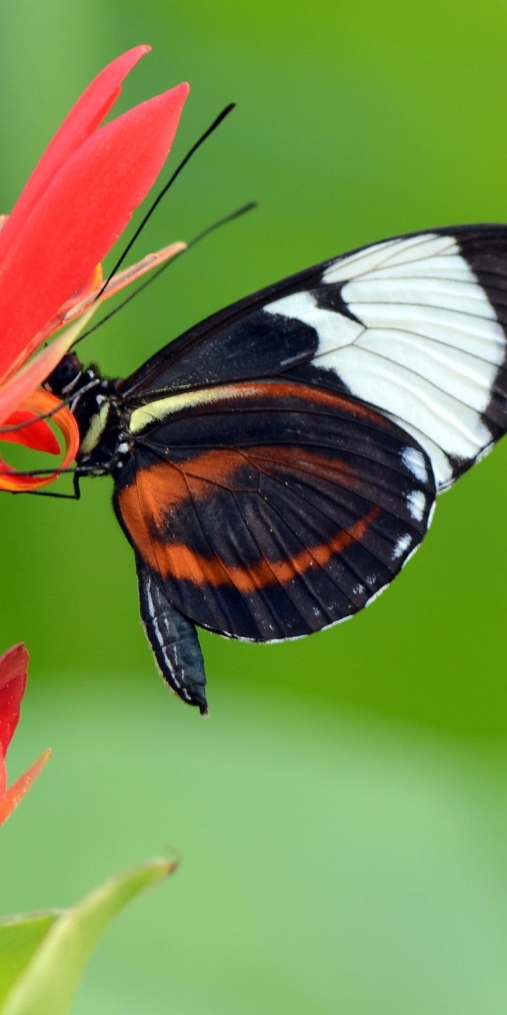 Descarga gratuita de fondo de pantalla para móvil de Animales, Mariposa.