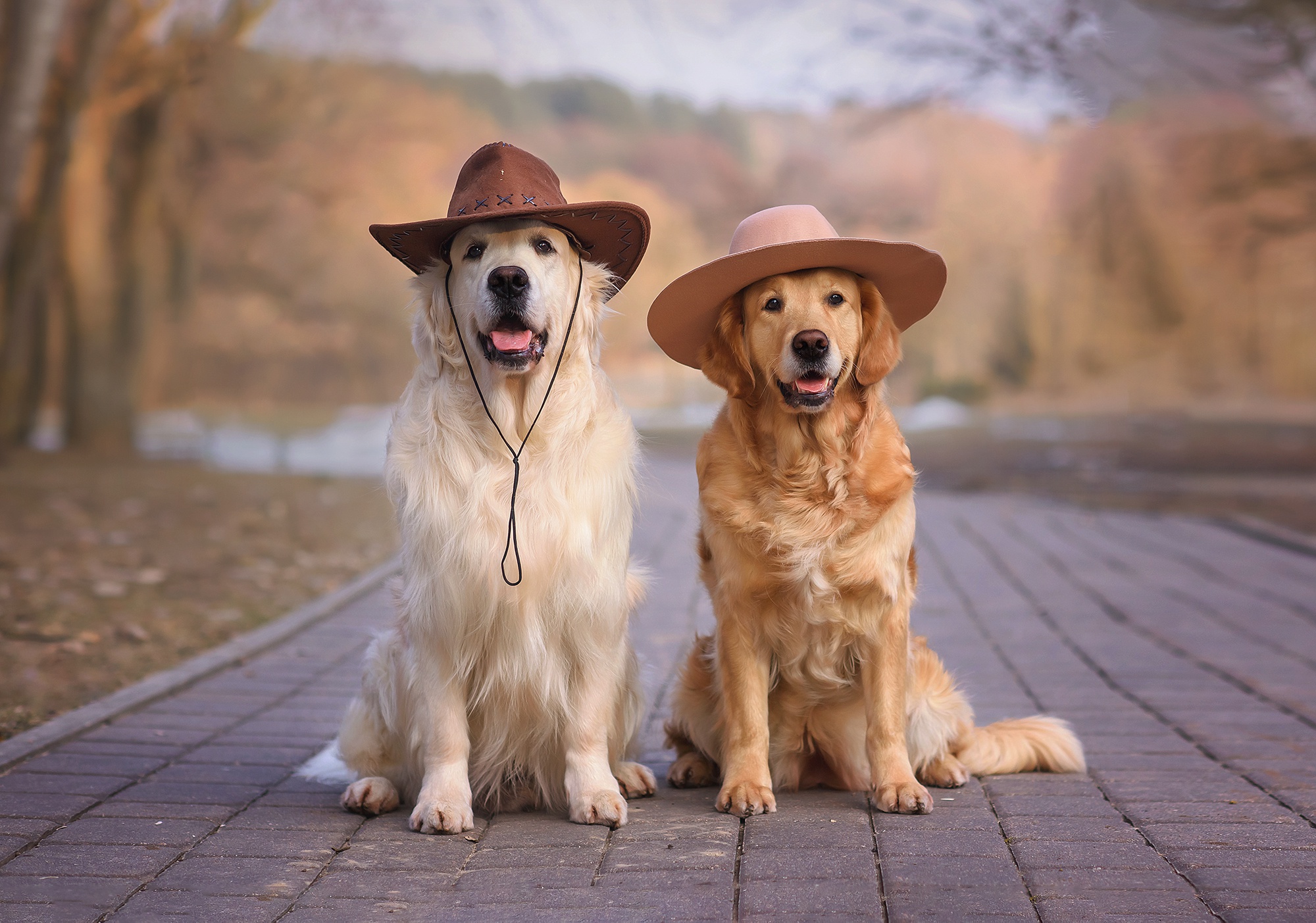 Download mobile wallpaper Dogs, Dog, Animal, Golden Retriever, Hat, Depth Of Field for free.