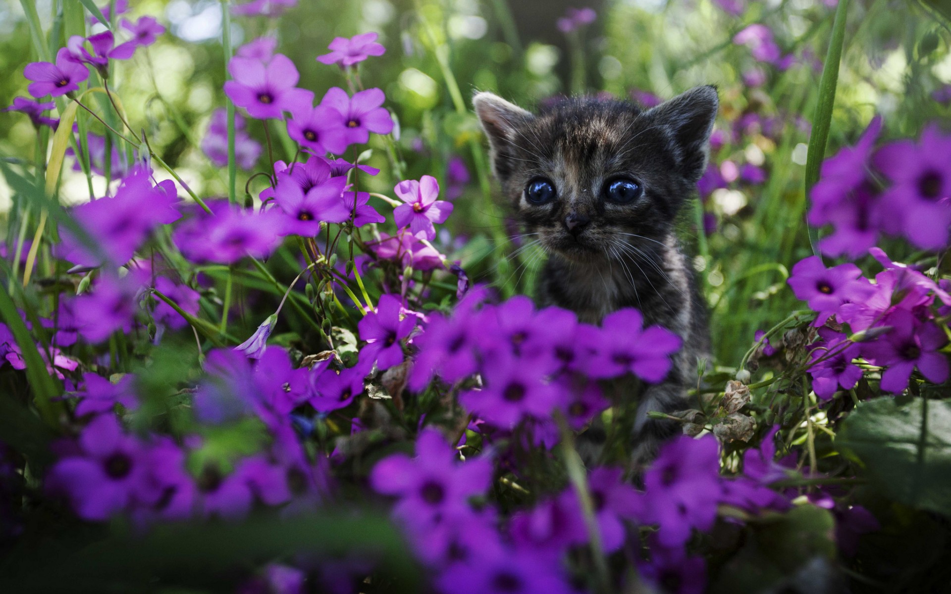 Baixe gratuitamente a imagem Animais, Gatos, Gato na área de trabalho do seu PC