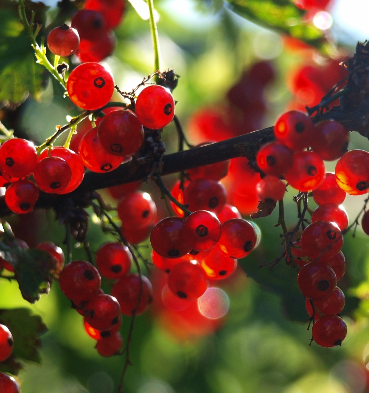 plants, berries, currant for android