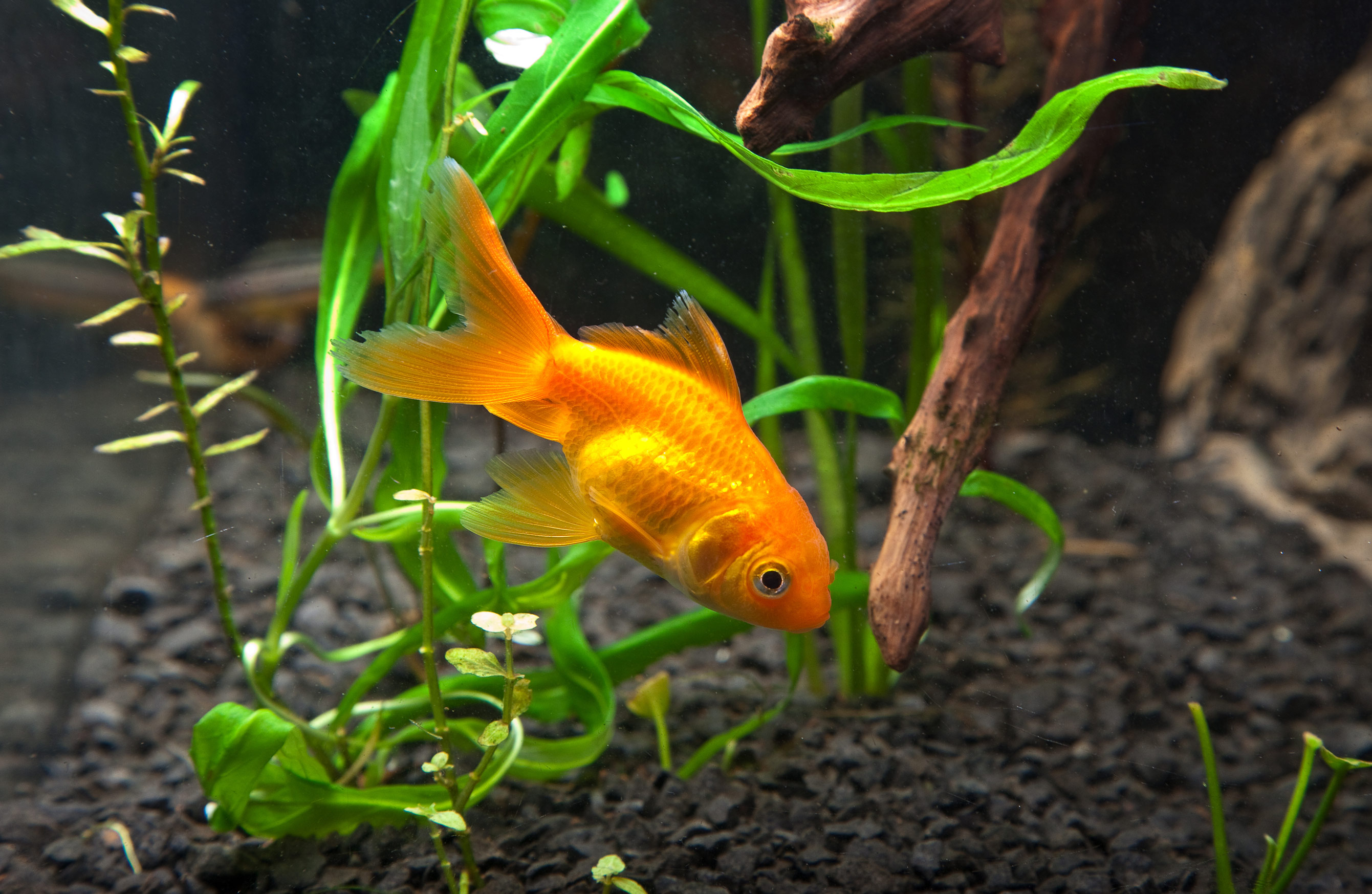 Laden Sie das Tiere, Goldfische-Bild kostenlos auf Ihren PC-Desktop herunter