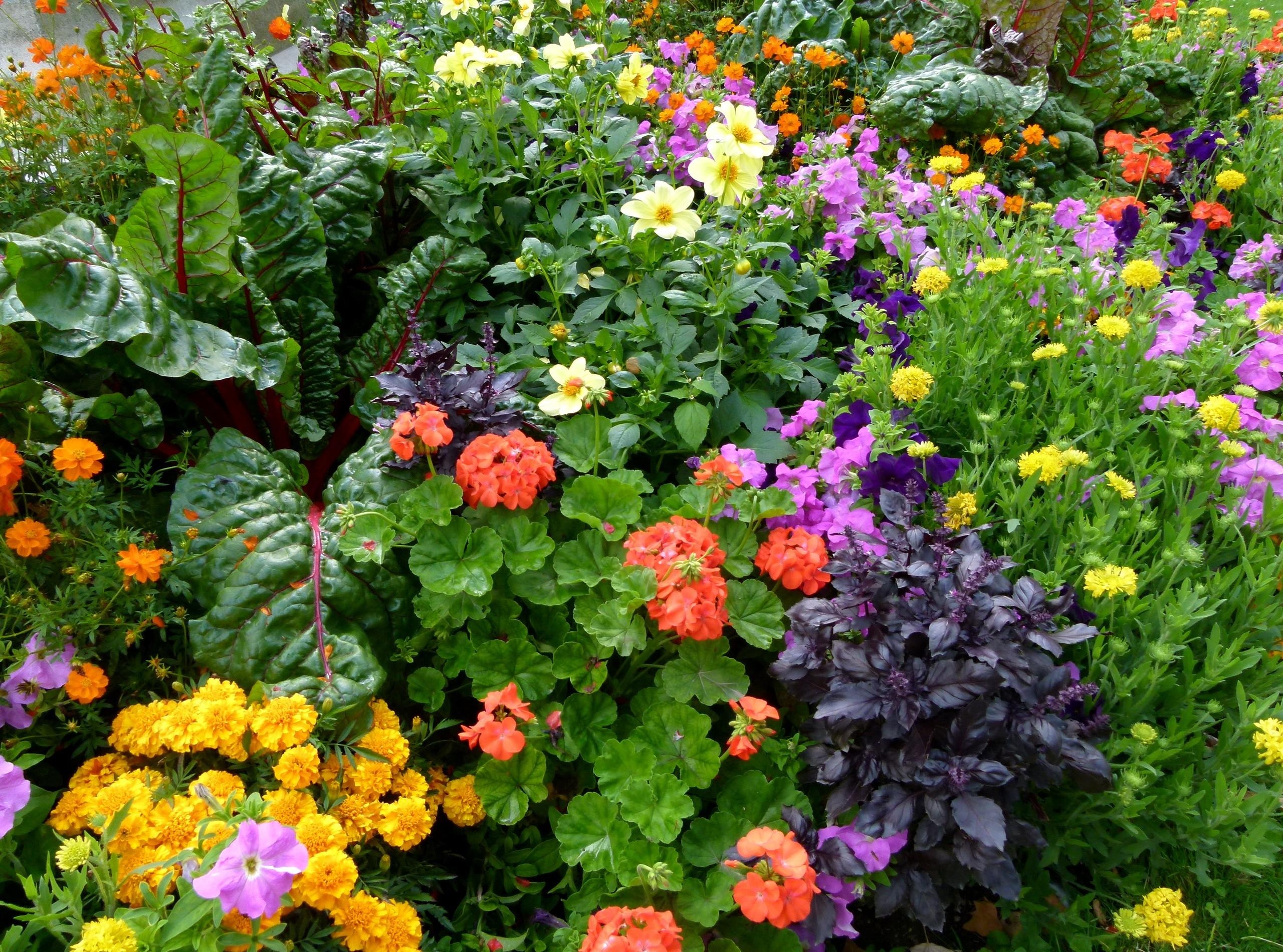different, flowers, greens, flower bed, flowerbed, lot