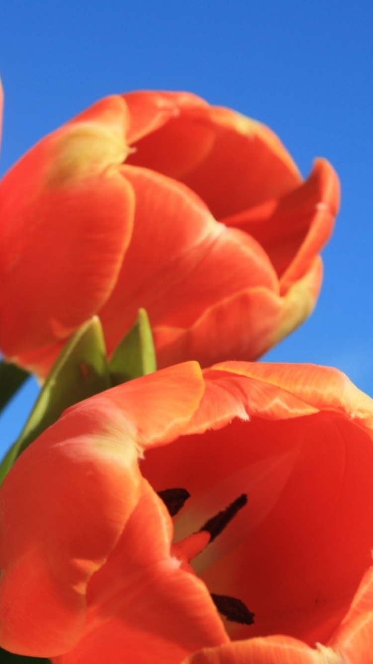 Download mobile wallpaper Flowers, Flower, Earth, Tulip, Orange Flower for free.