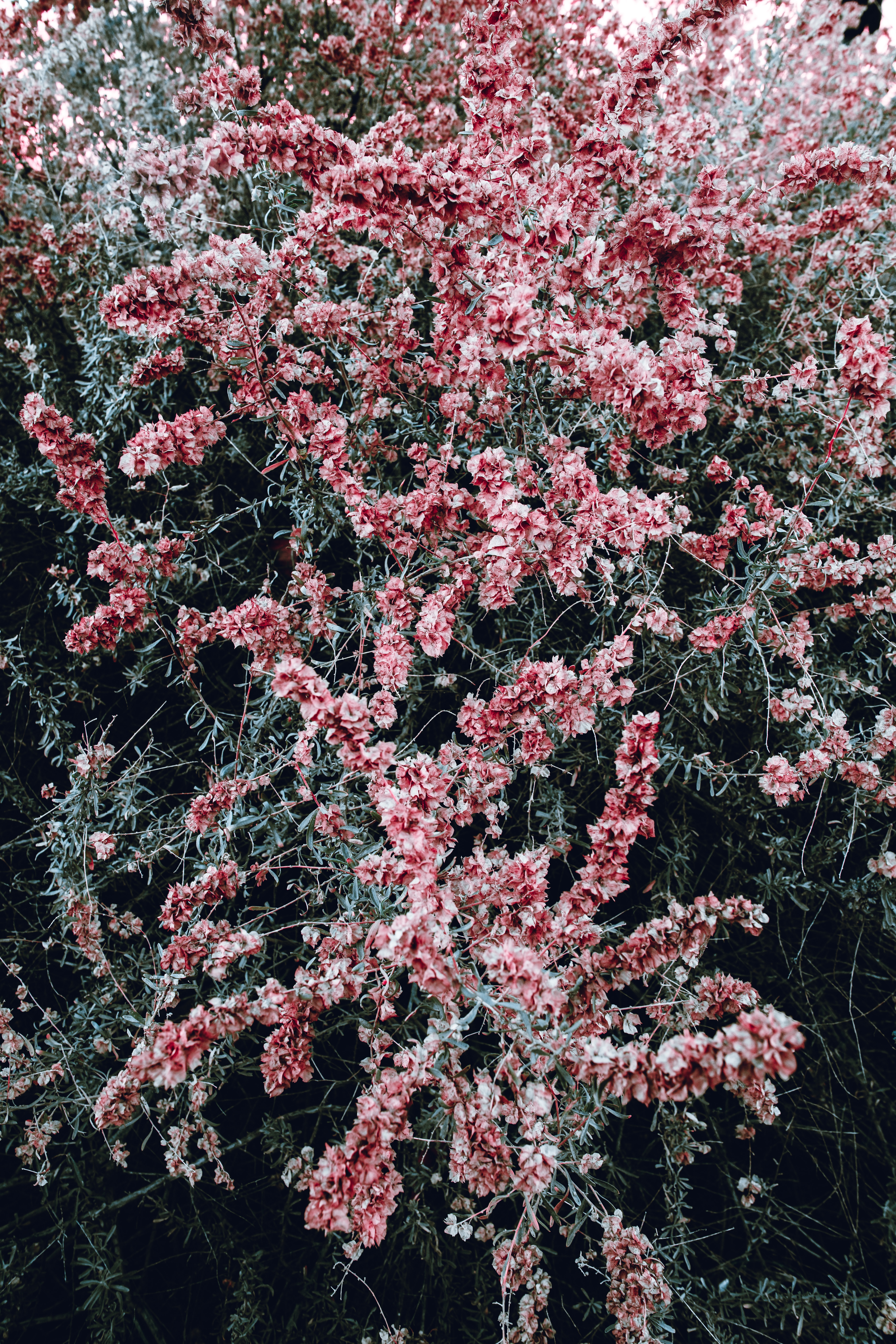 Download mobile wallpaper Bush, Bloom, Plant, Flowering, Flowers, Pink for free.